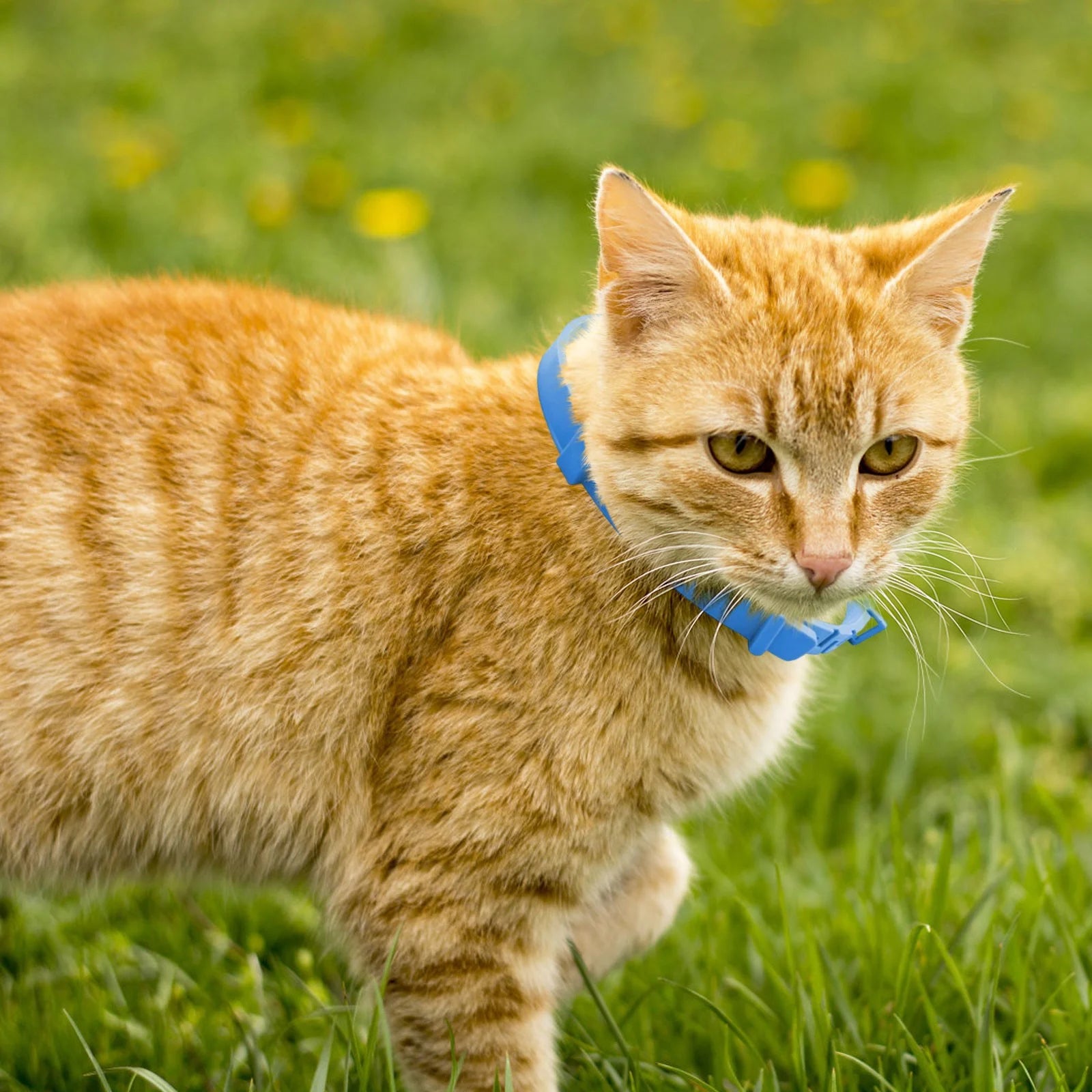 Adjustable Calming Collar for Cats - Long-Lasting Anxiety Relief and Protection for Neck Sizes up to 14.96