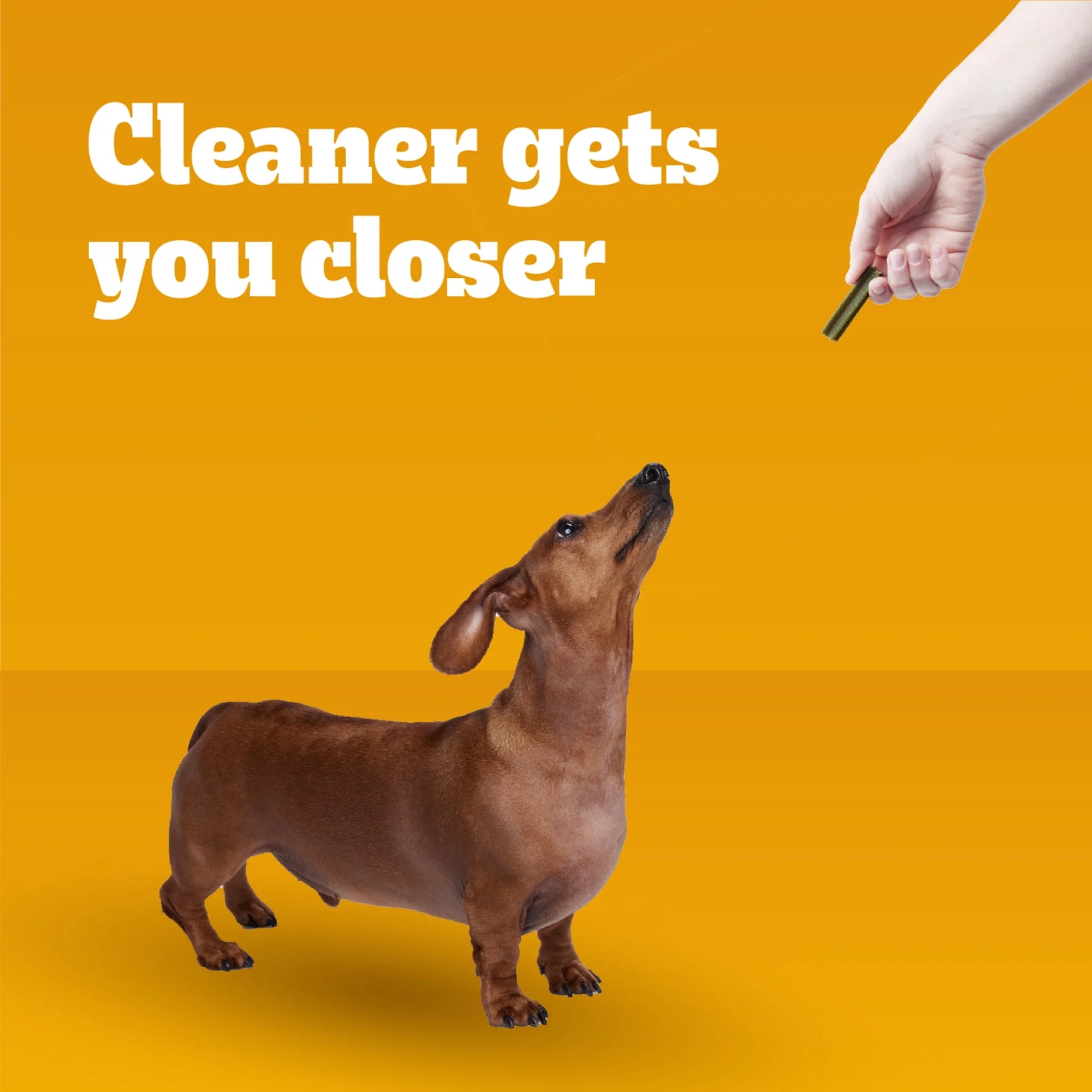 Dentastix Dental Care Treats for Toy and Small Breeds, Fresh Flavor, 5.08 oz Pack