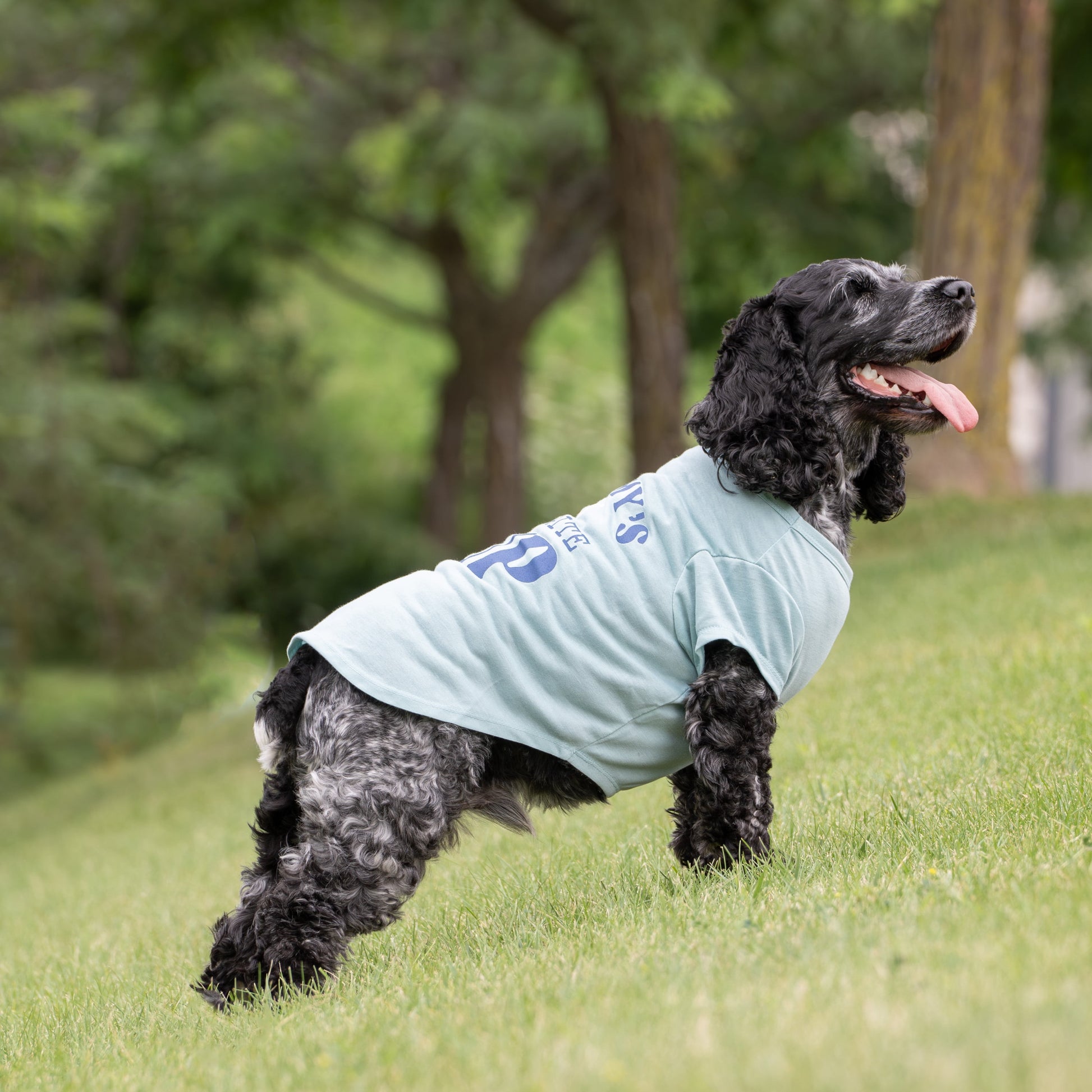 Women's Preferred Dog T-Shirt, Blue, Small