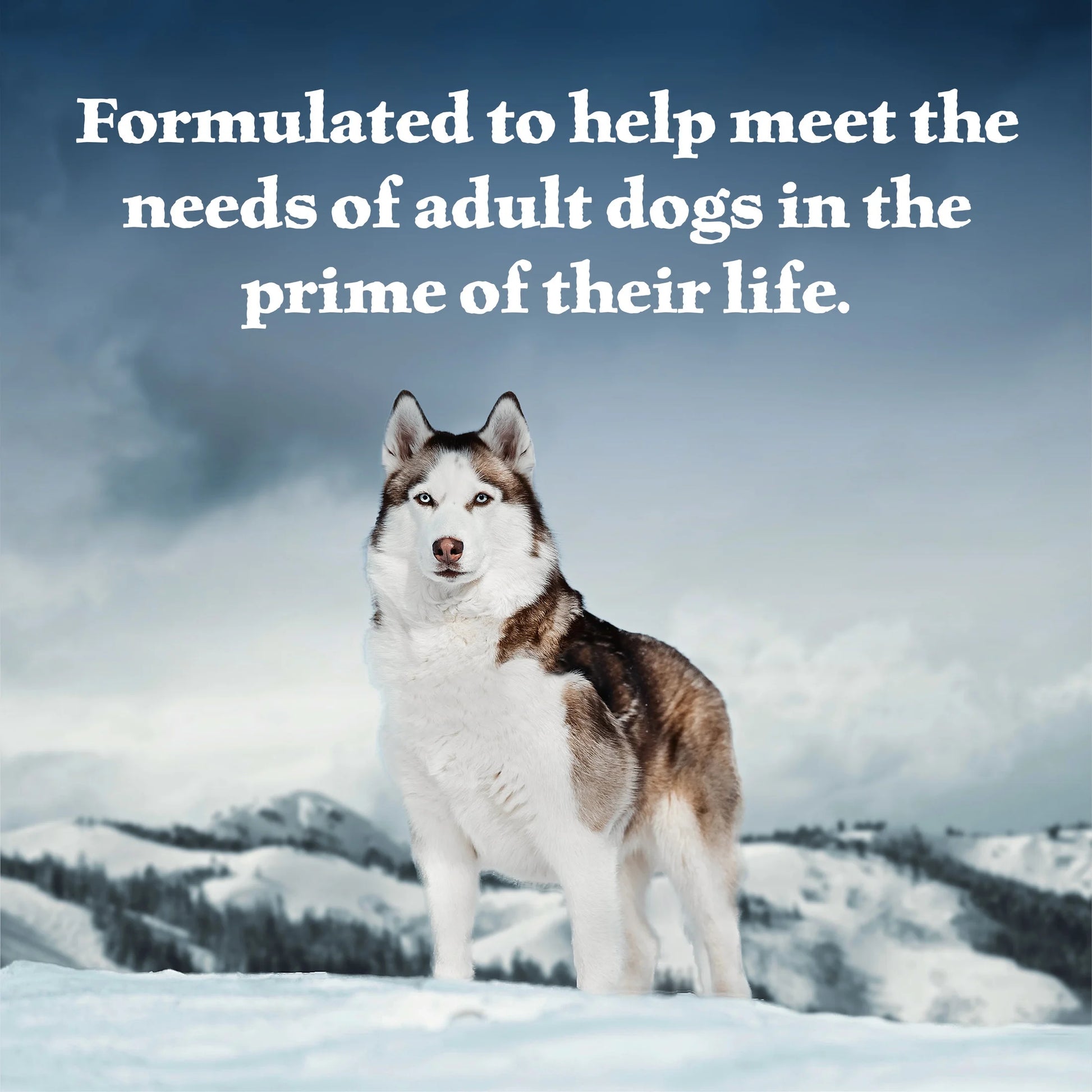 Wilderness Wolf Creek Stew Wet Dog Food with Hearty Beef in Gravy, 12.5-Ounce Can