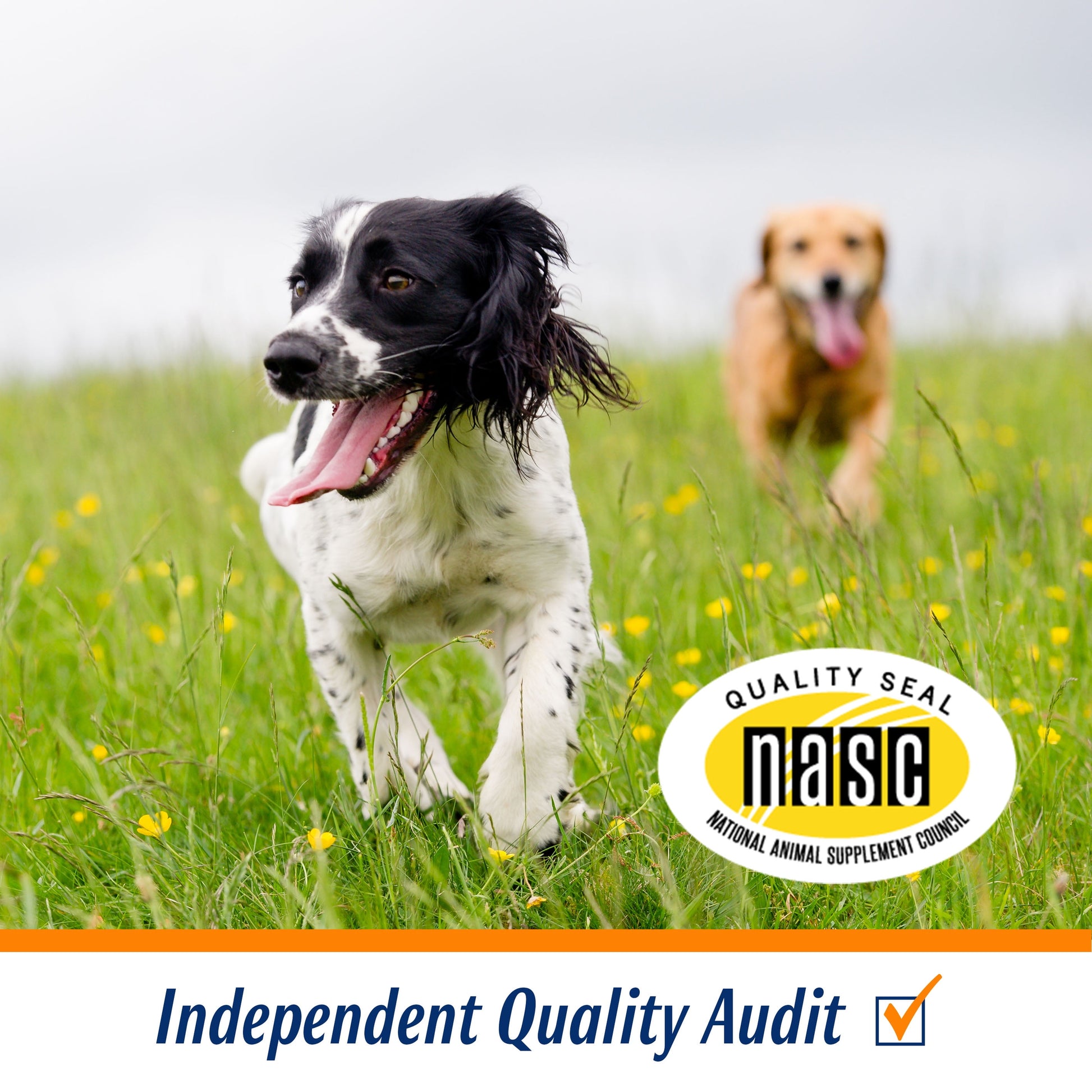 Hip and Joint Solutions for Dogs, Advanced Strength Glucosamine Chews, 60 Count