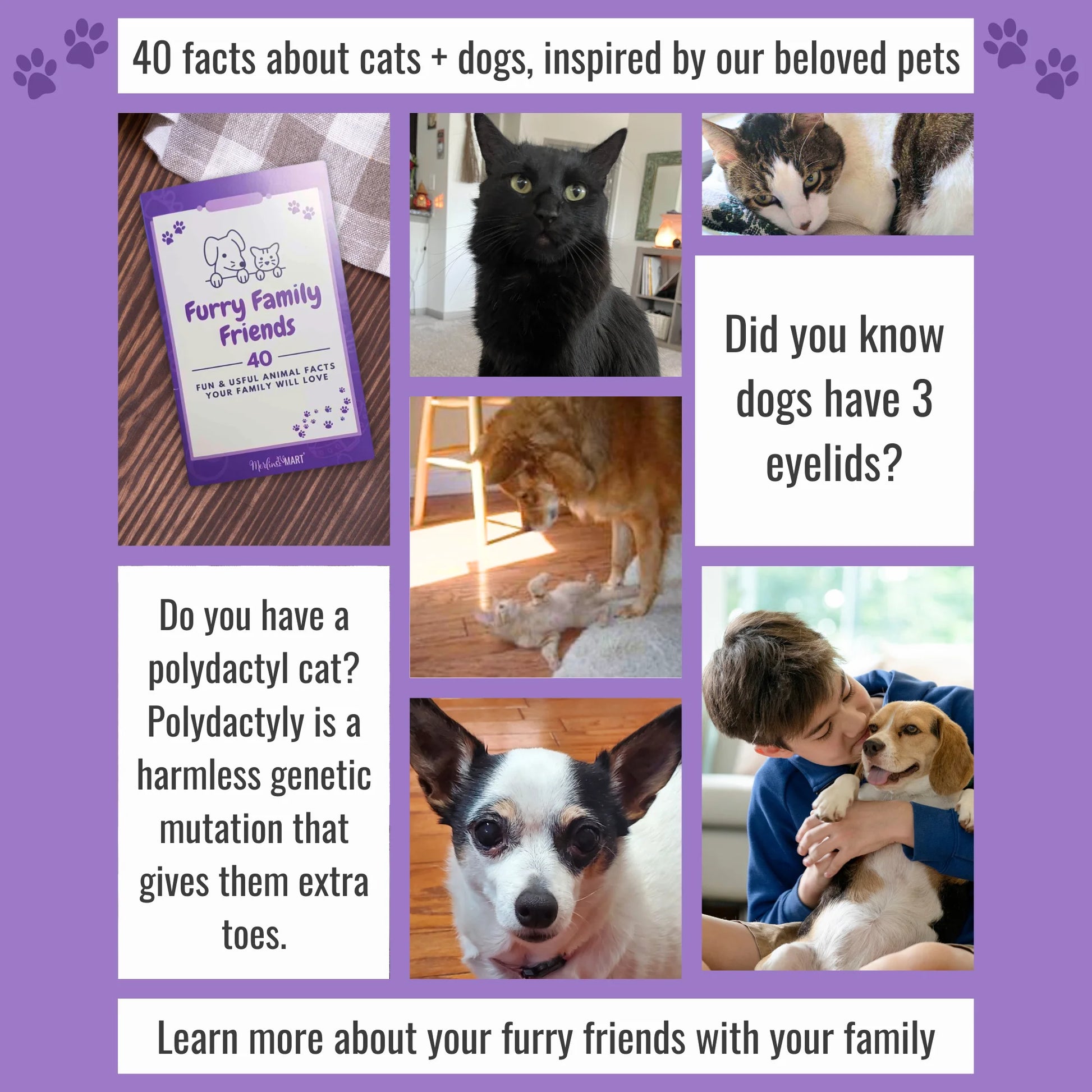 Purina Dentalife Dental Cat Treats 2 Flavor 4 Pouch Variety 2 Each: Tasty Chicken, Savory Salmon +  Zine | Catnip Toy