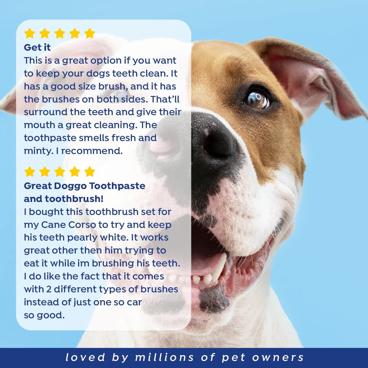 Fresh Dental Tooth Brushing Kit for Dogs & Cats, 2 Oz Gel and Toothbrush