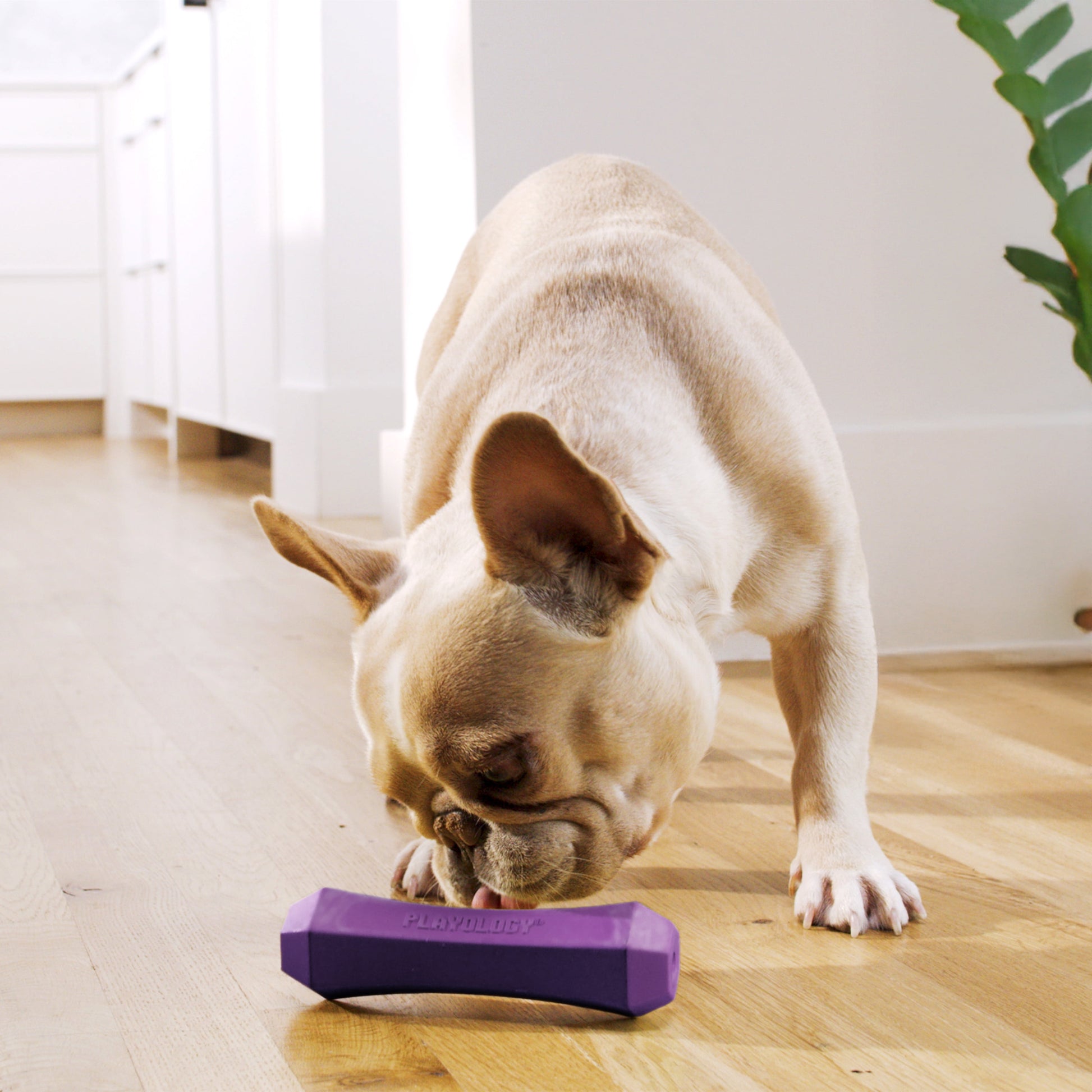 Dog Toys | Squeaky & Durable Chew Stick, Bacon Scented Toy - Medium