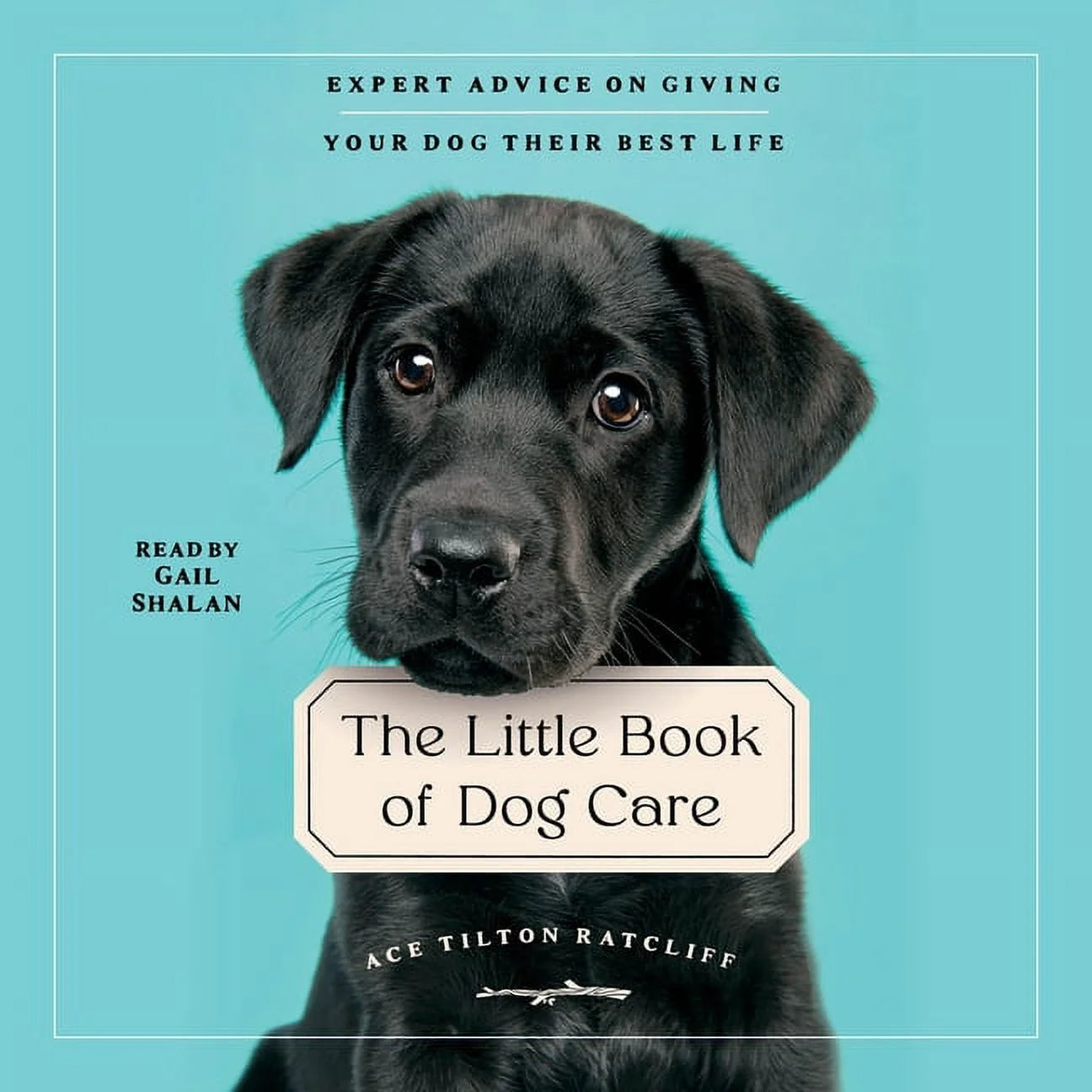 Comprehensive Guide to Optimal Dog Care: Expert Insights for Enhancing Your Dog's Quality of Life