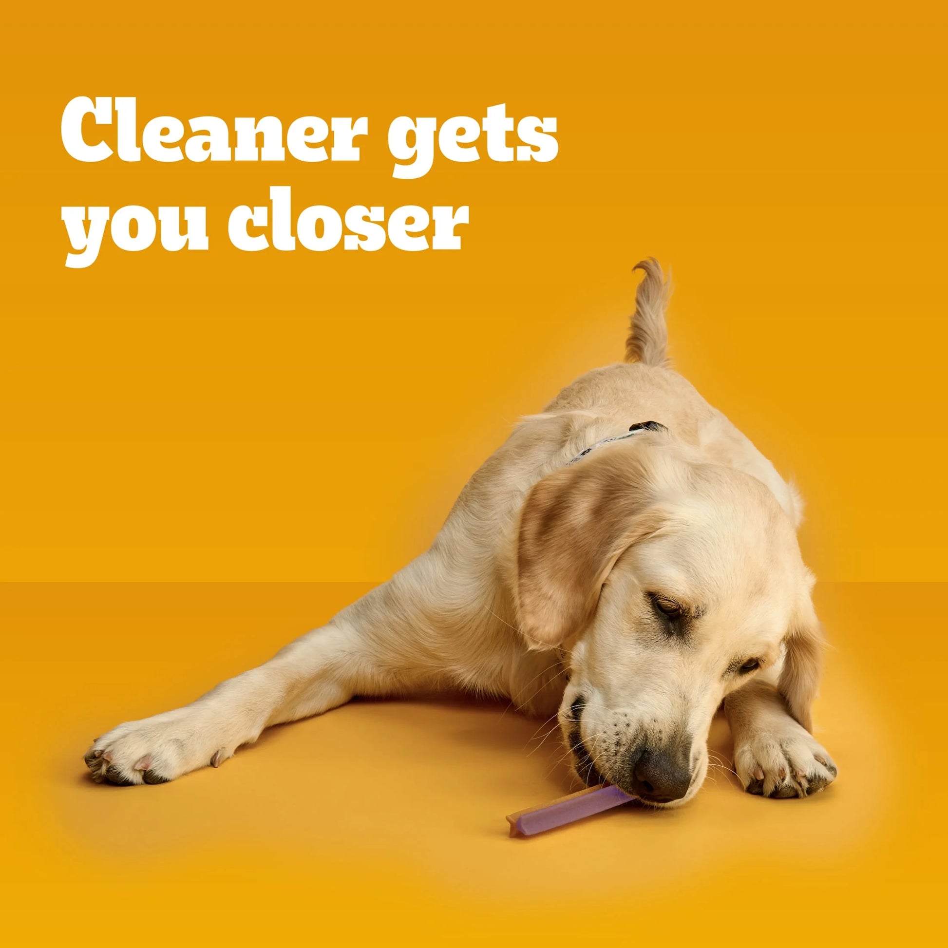 Dentastix Large Breed Dog Treats with Bacon & Chicken Flavor, 1.47 lb Bag