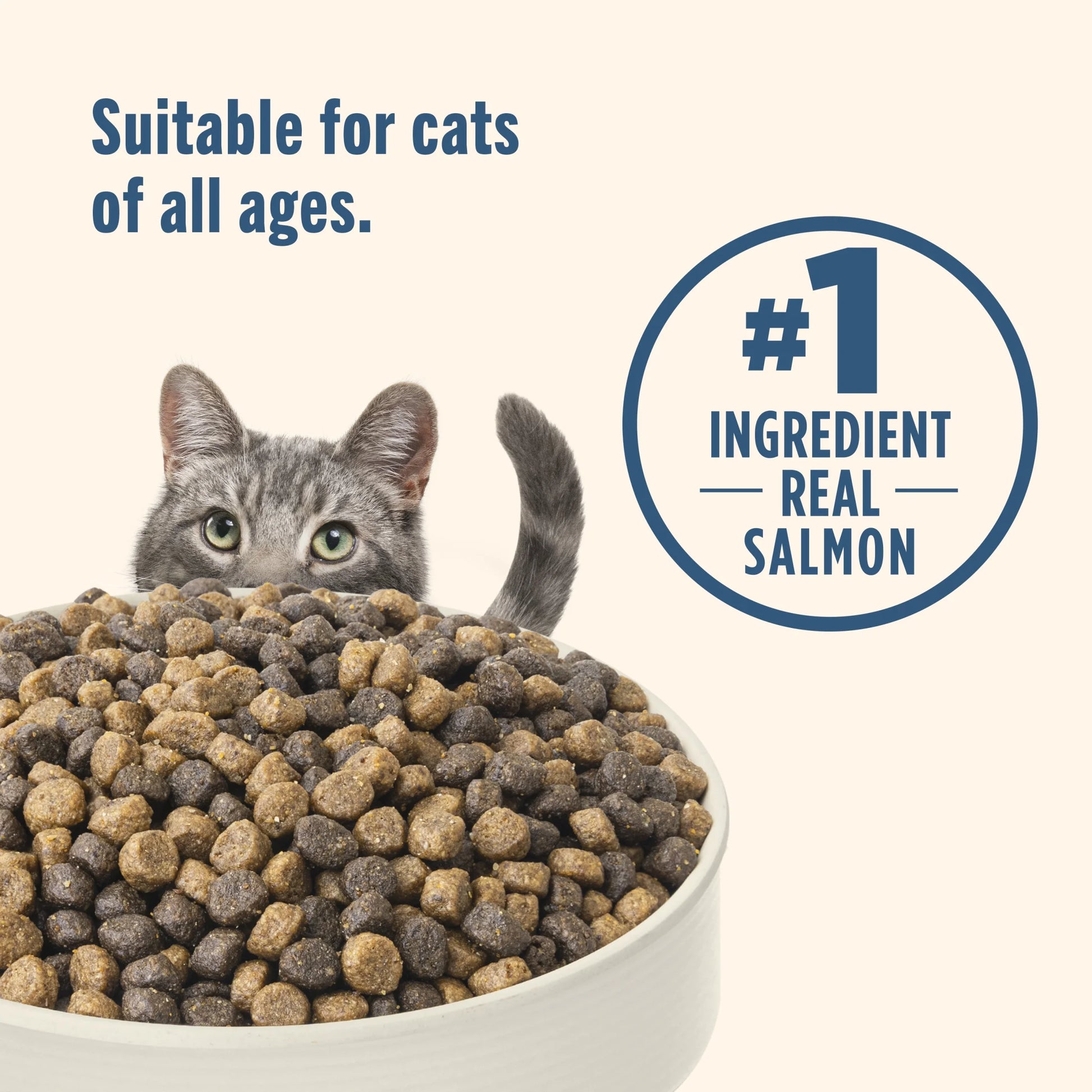 Real Salmon & Brown Rice Recipe Dry Cat Food, 3 lb Bag by Rachael Ray