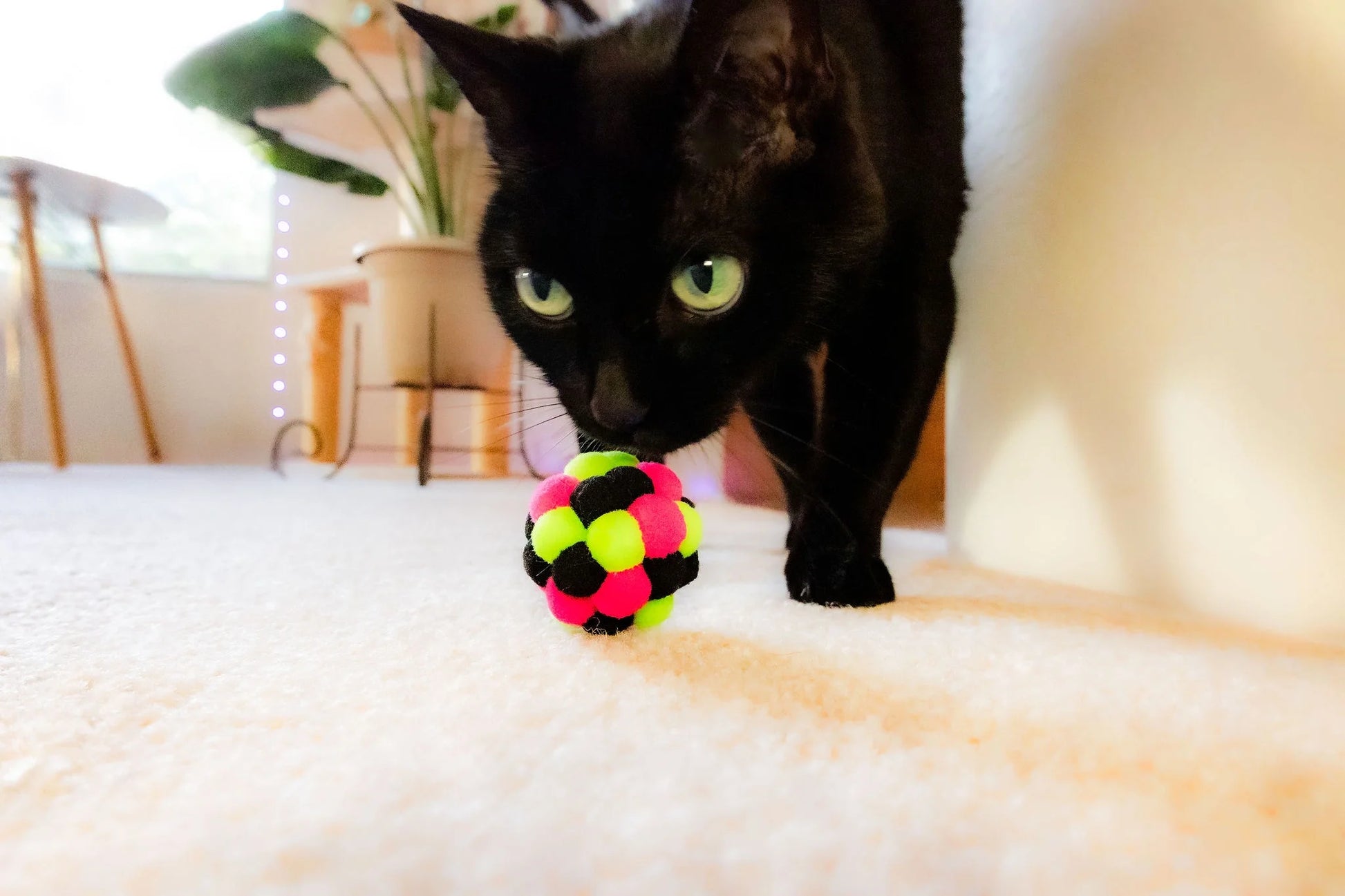 (6 Pack)  Pom Pom Cat Toy, Assorted Colors