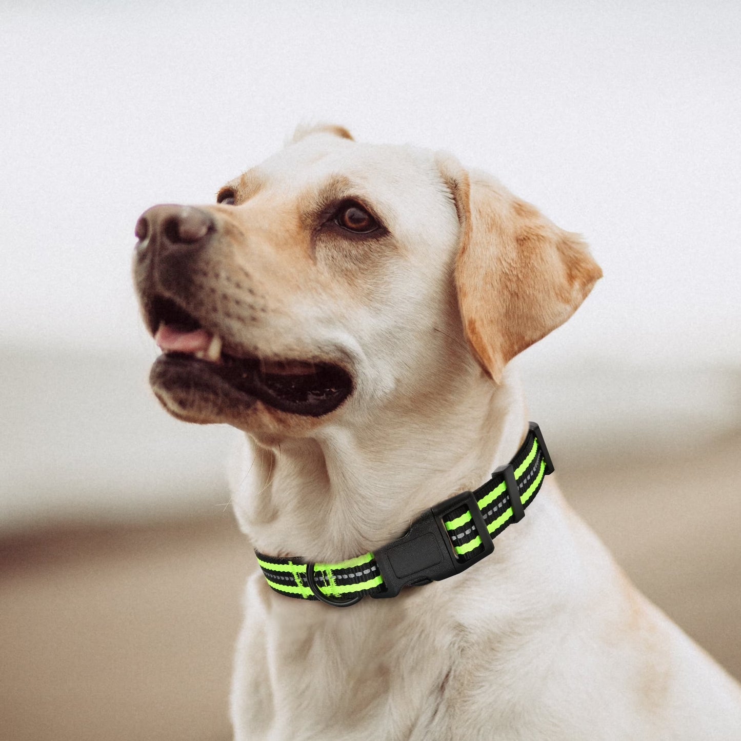 Reflective Dog Collar | Nylon Pet Collars Wiith Buckle | Light Weight Puppy Collars | Lime Green Dog Collars for Medium Dogs Lime Green