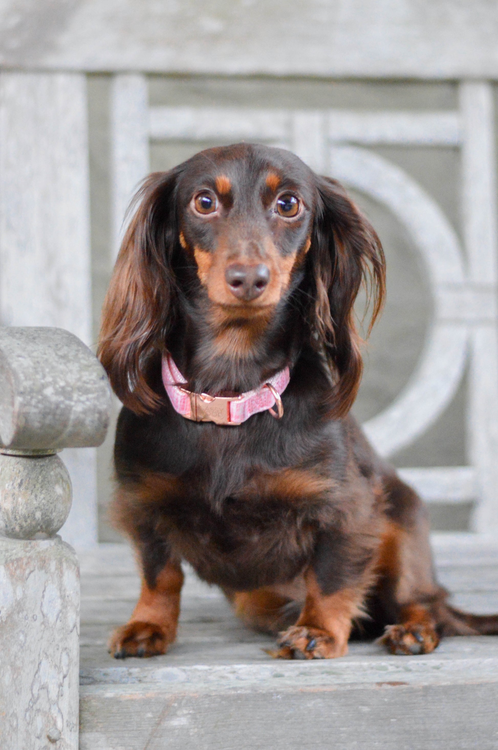 Dolce Rose Adjustable Medium Dog Collar