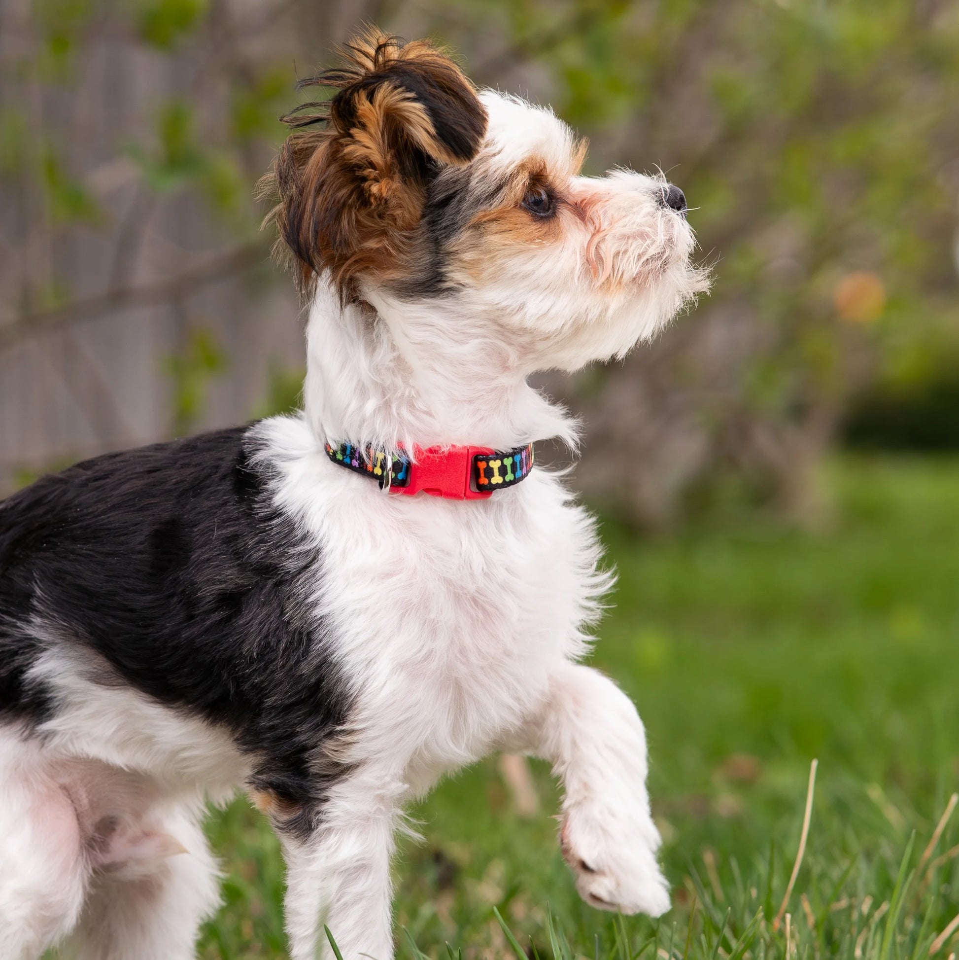Multicolored Bone Print Fashion Dog Collar for Small Dogs