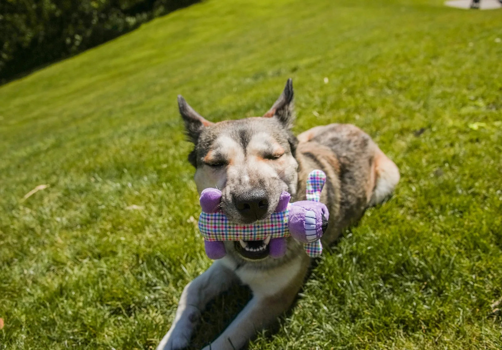 6-Inch Colorful Plaid Smiling Loofa Plush Dog Toy