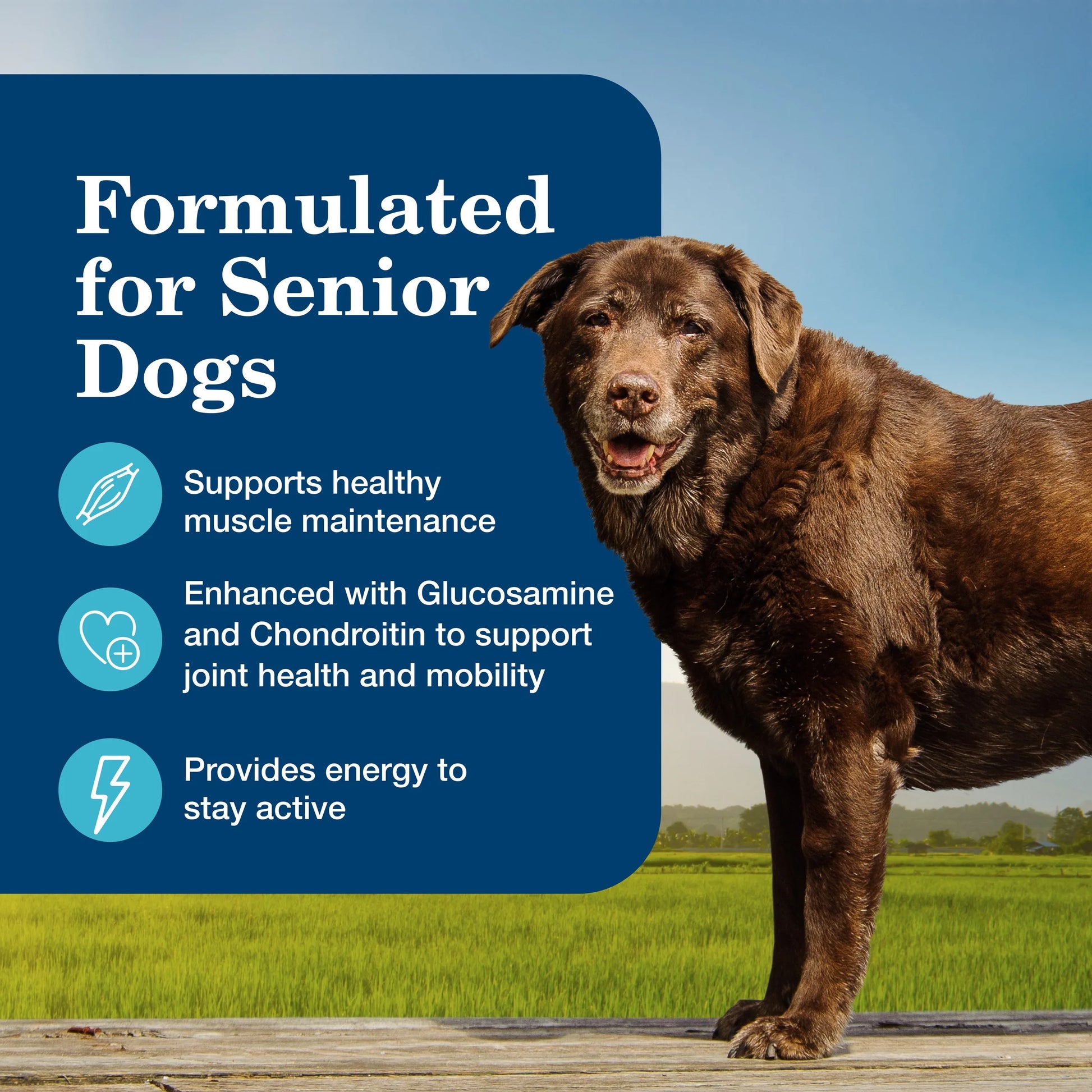 Homestyle Recipe Senior Wet Dog Food Variety Pack, Natural Ingredients, Beef and Chicken Dinner, 12.5-Oz Cans (3 of Each Flavor)