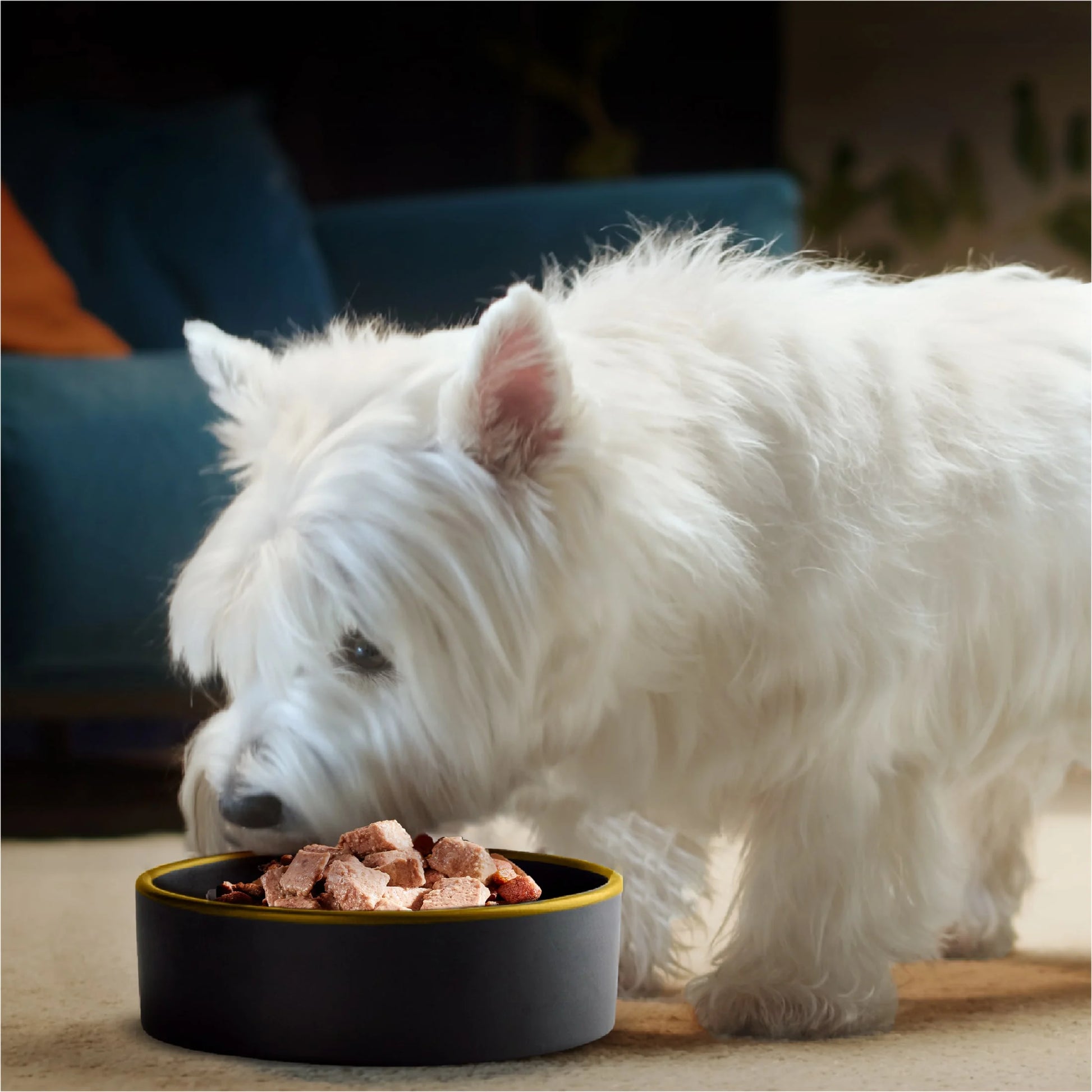 Classic Lamb Recipe Wet Dog Food in Sauce, 3.5 Oz