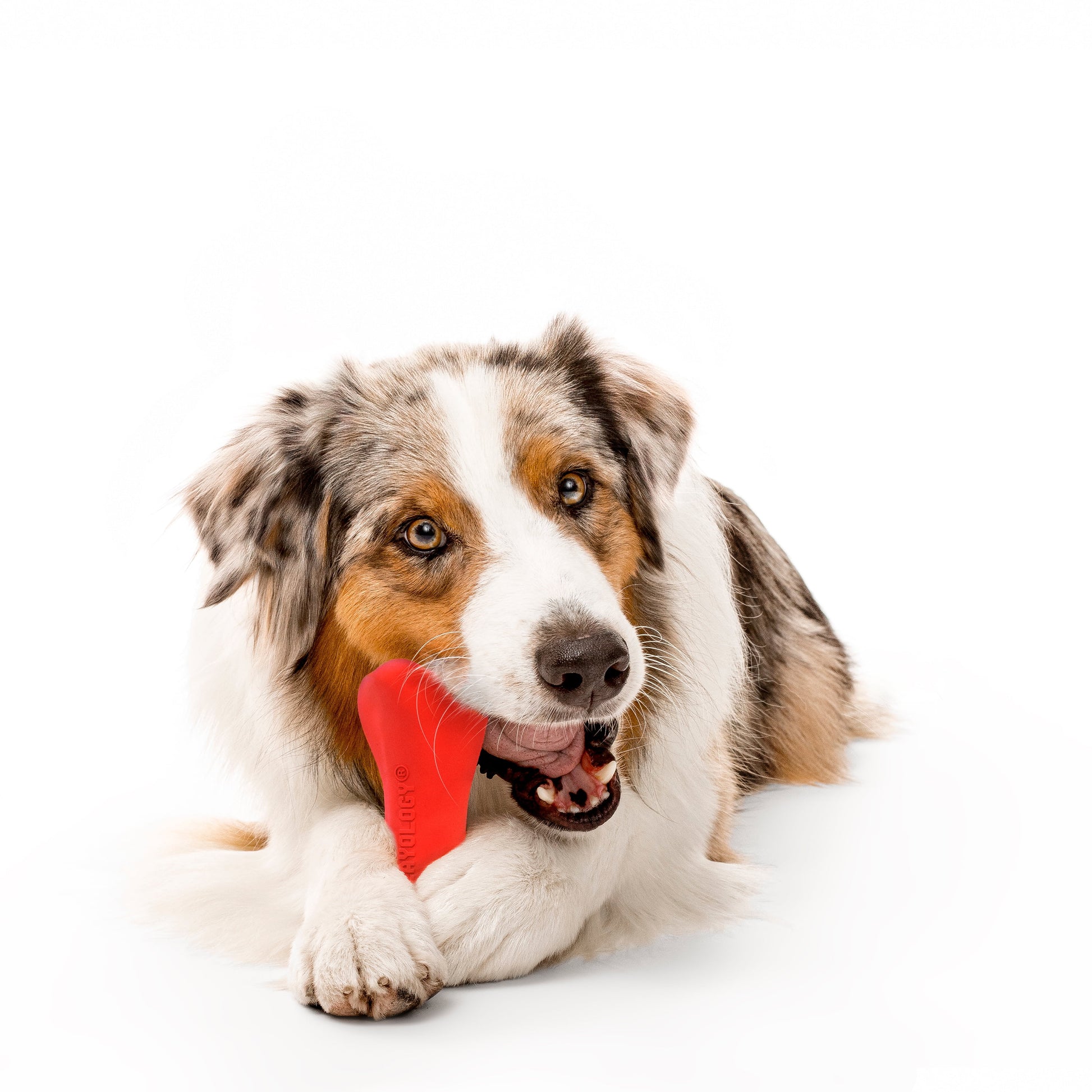 Crunchy Bone Dog Toy for Large Breeds with Beef Scent