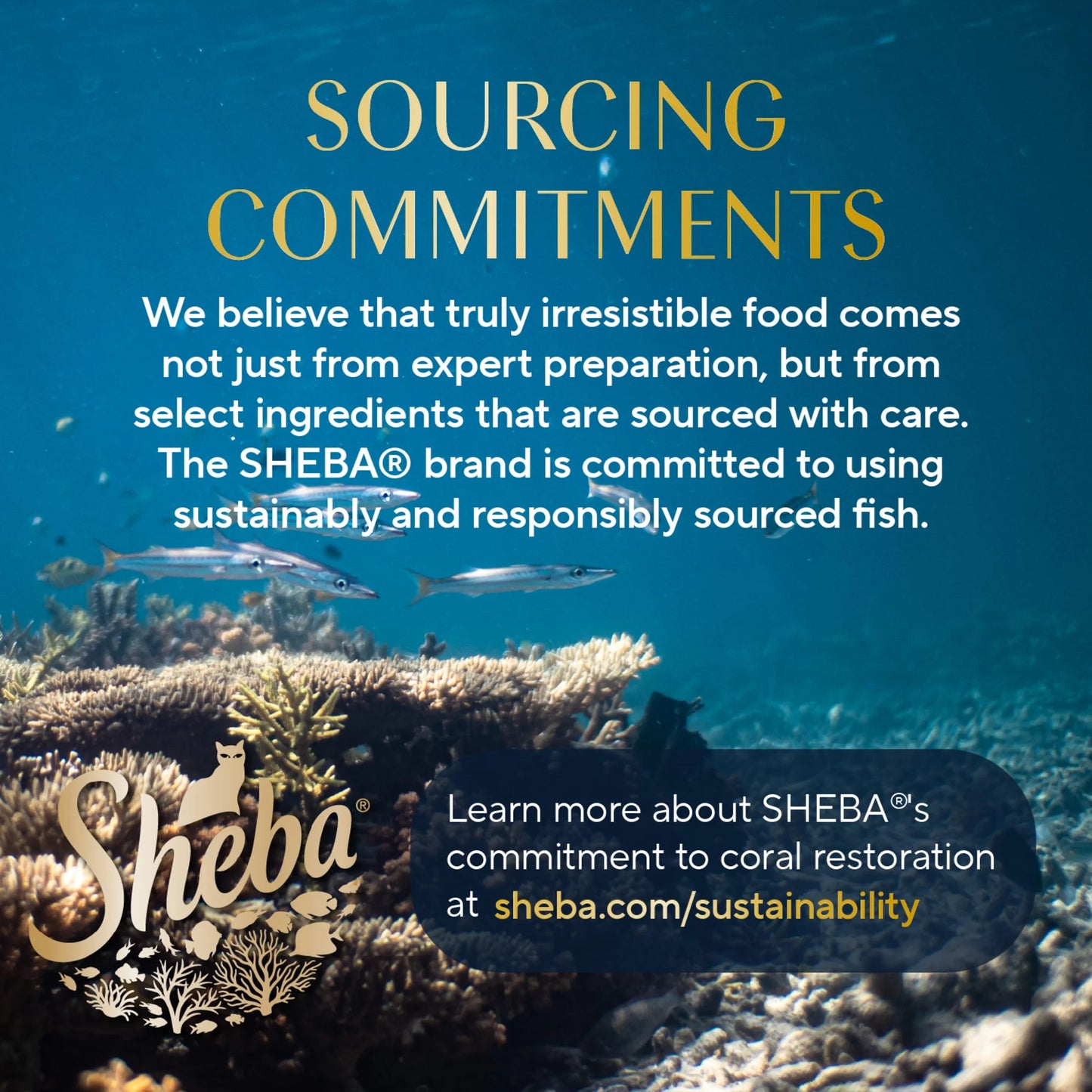 Gravy Indulgence Variety Pack Cat Food Entrées in Extra Gravy, 2.6 oz Twin-Pack Trays, 24 Count