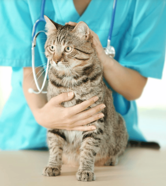 A Guide to Cat Supplements