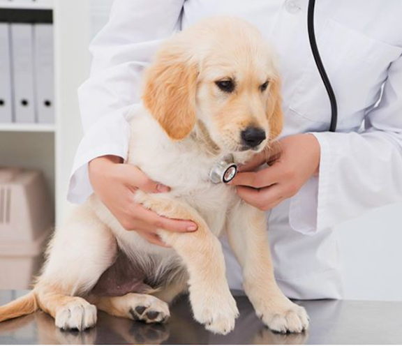 A Guide to Dog Supplements