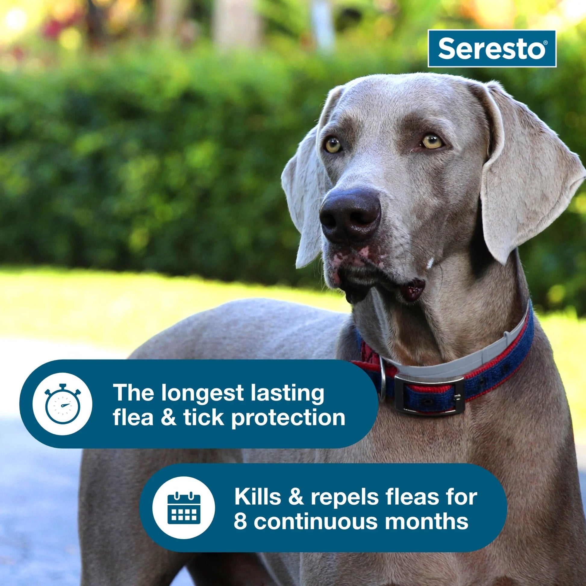 8-Month Flea and Tick Prevention Collar for Large Dogs (18+ lbs) - 2 Pack, Vet-Recommended