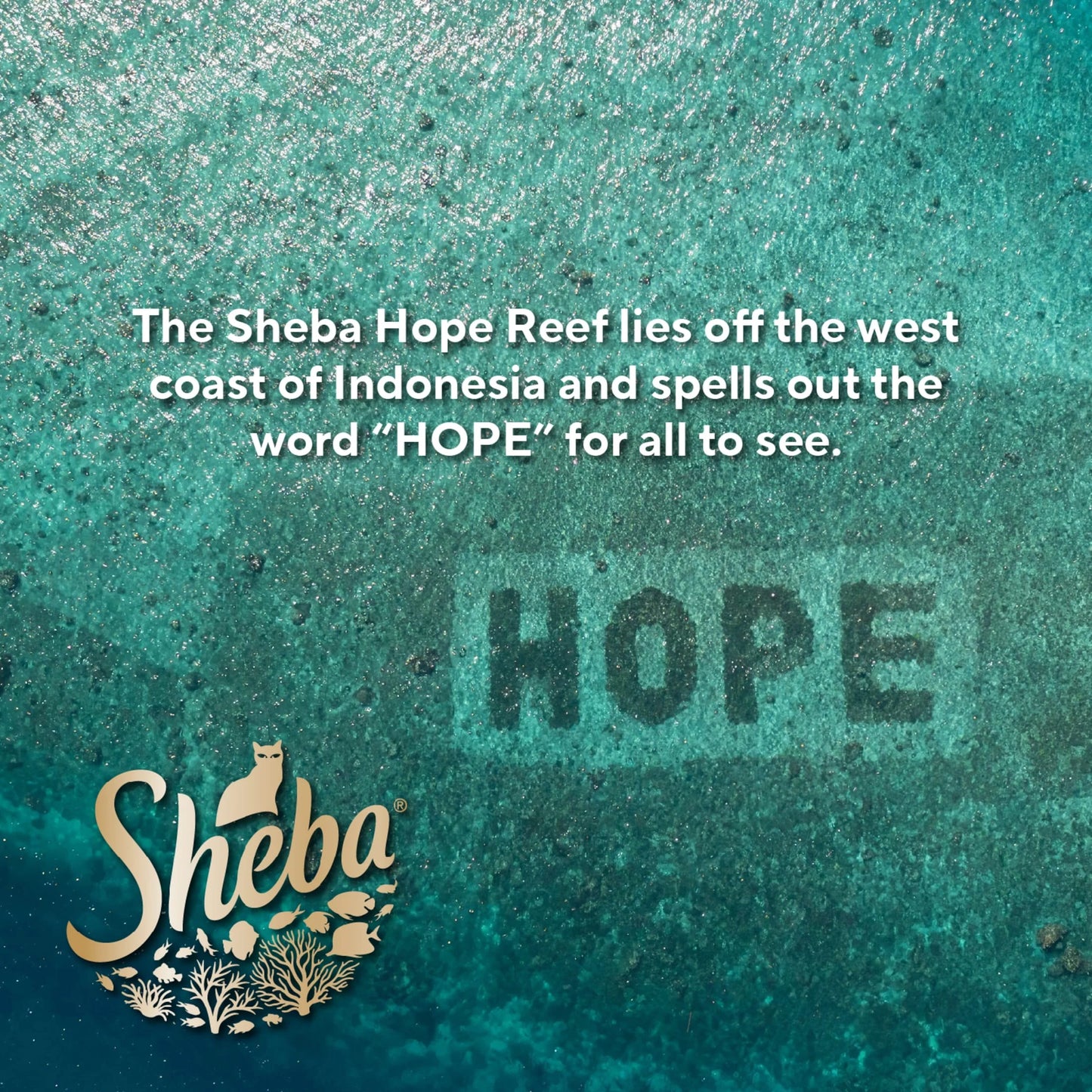 Gravy Indulgence Variety Pack Cat Food Entrées in Extra Gravy, 2.6 oz Twin-Pack Trays, 24 Count