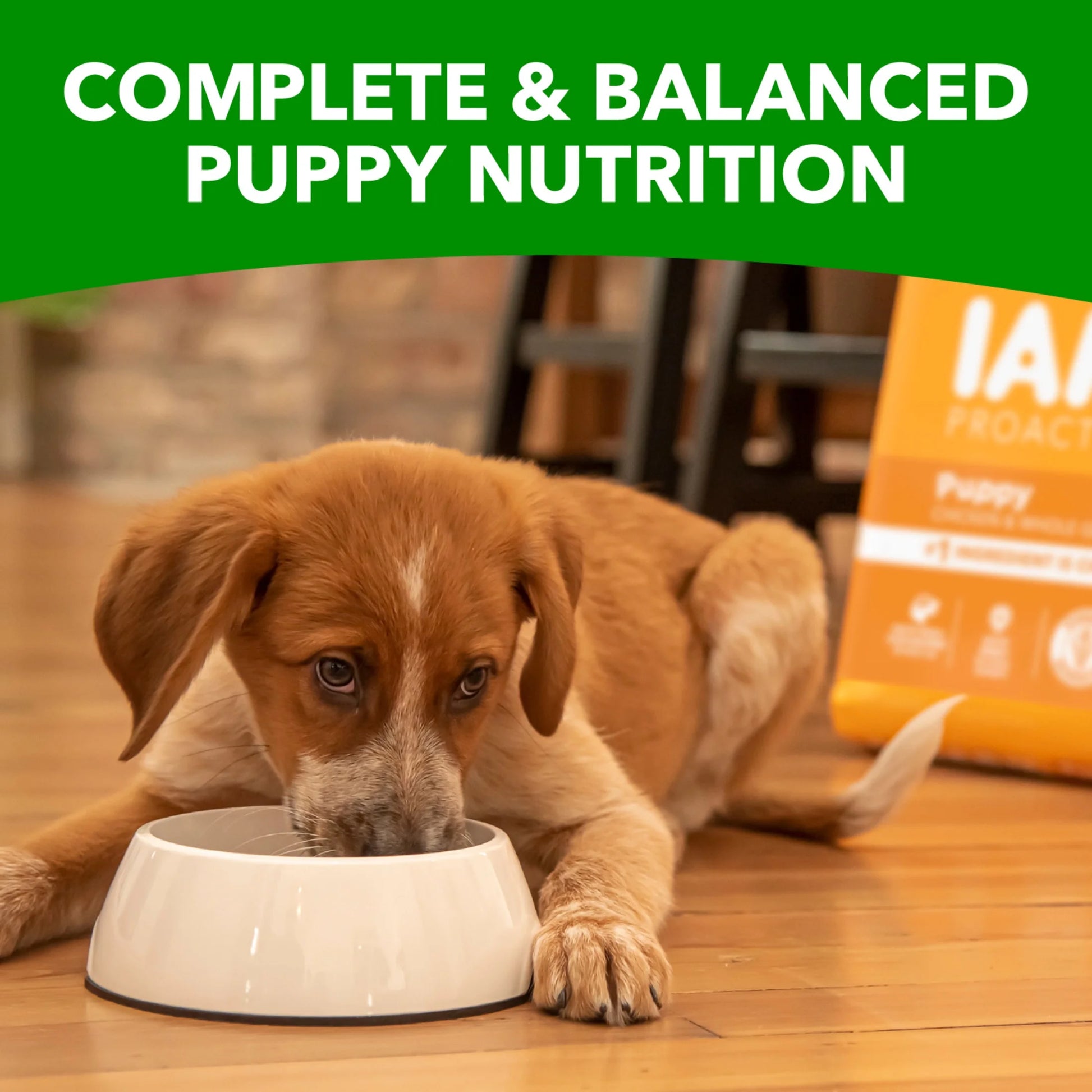 Proactive Health Chicken and Whole Grain Recipe Dry Dog Food for Puppies, 15 lb Bag