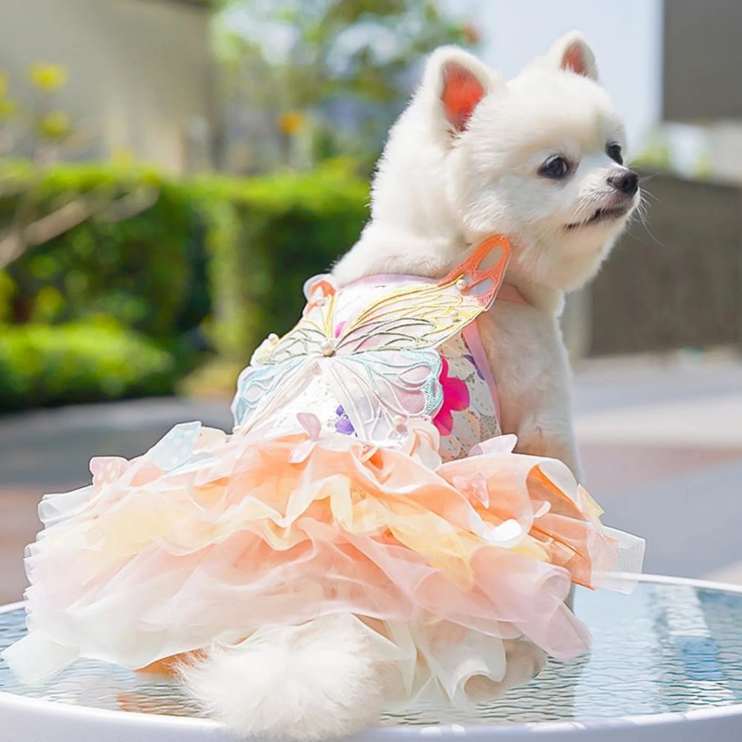 Rainbow Butterfly Dog Princess Dress - Playful Pet Apparel with Wings for Small Dogs and Cats, Ideal for Halloween, Birthdays, and Weddings