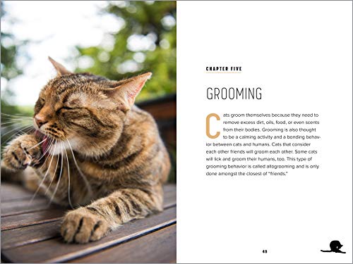 Understanding Cat Behavior: A Compassionate Guide to Training and Communication