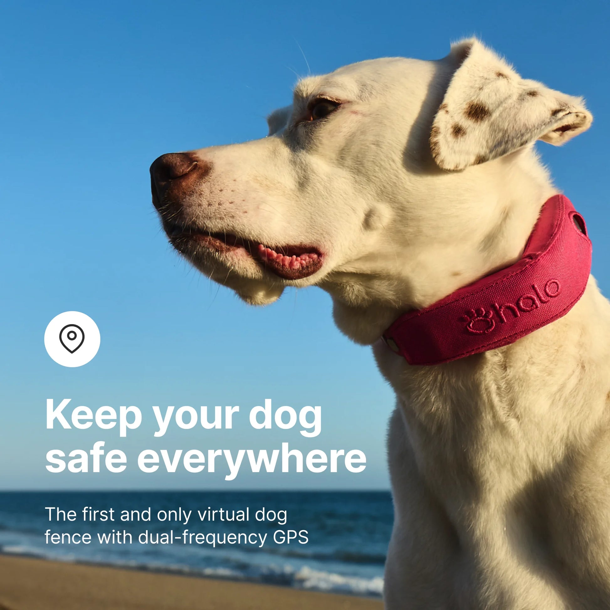Halo Collar 4: Advanced GPS Wireless Dog Fence with Real-Time Tracking in Graphite