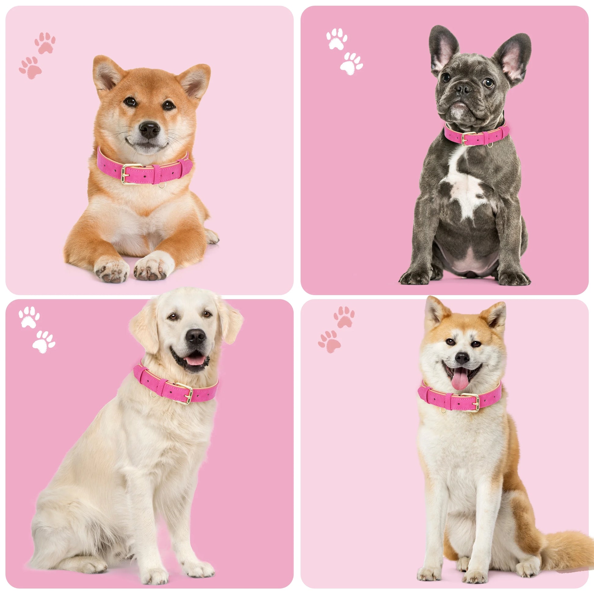 Heavy-Duty Soft Padded Leather Dog Collar for Medium Dogs (Hot Pink, Size M)