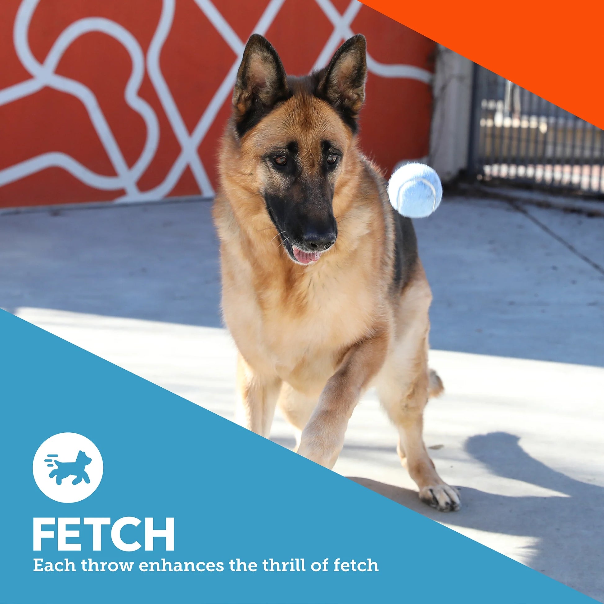 Set of 3 Fetch Balls for Dogs