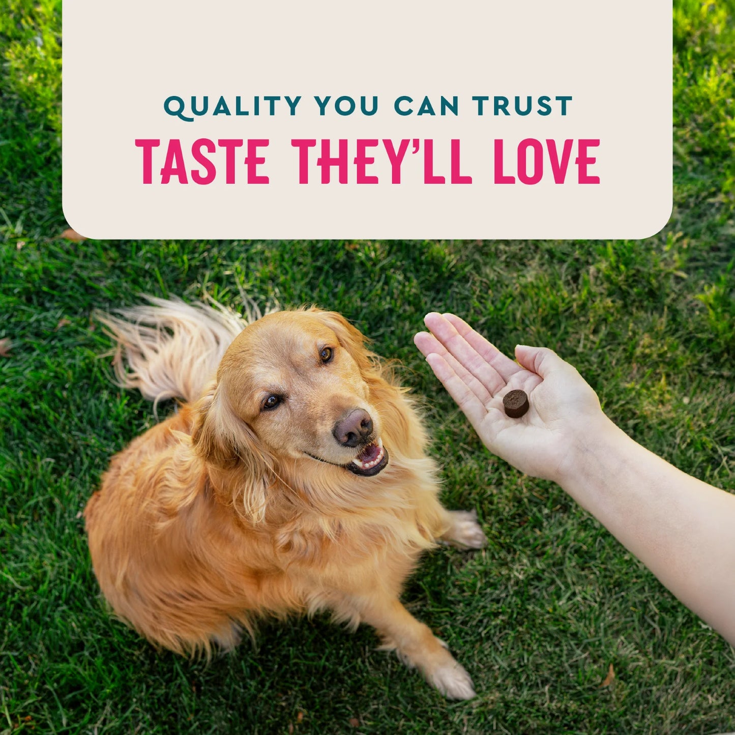 Multi Vitamin Supplement for Dogs, Hickory Smoke Flavored Soft Chews, 7.4 Oz, 60 Count