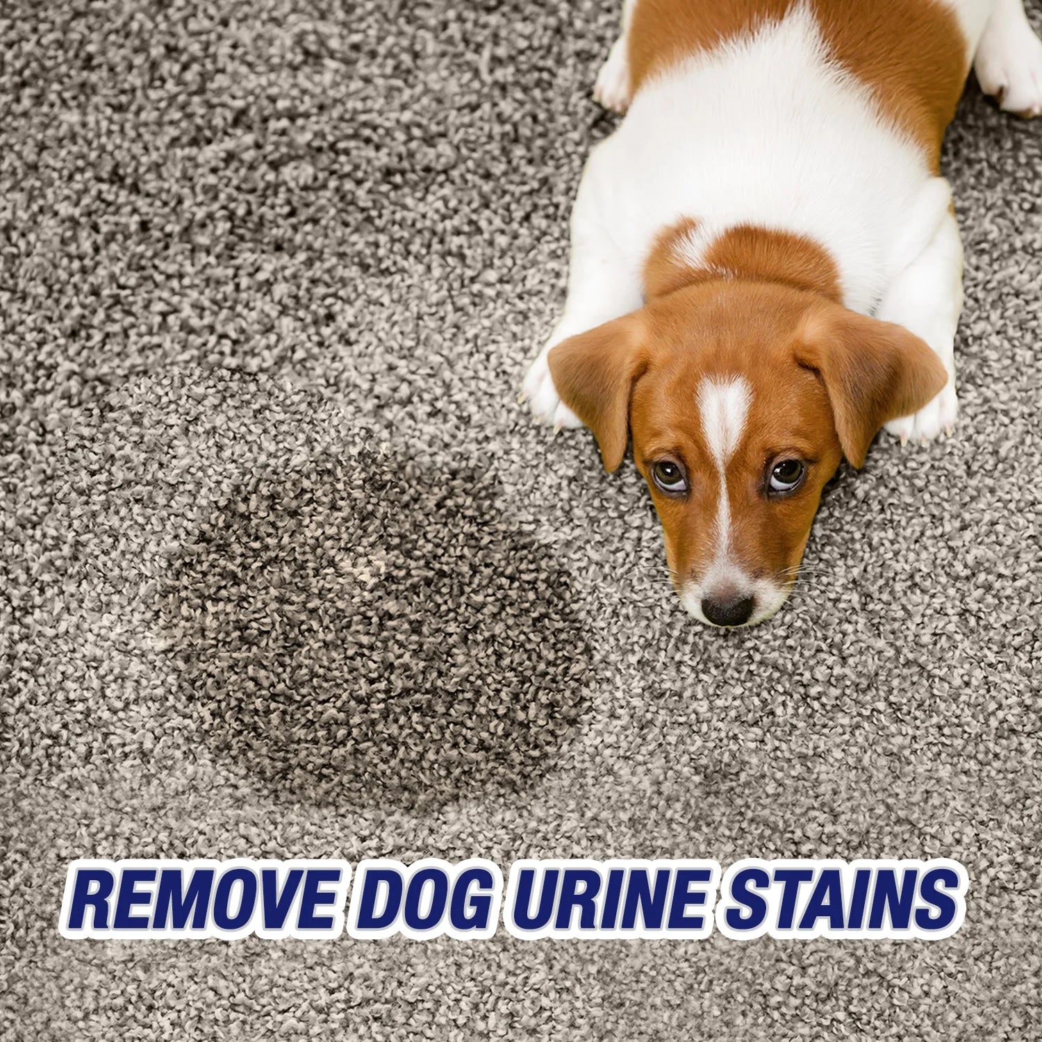 Urine Destroyer Carpet Cleaner and Odor Eliminator Spray, 32 Oz