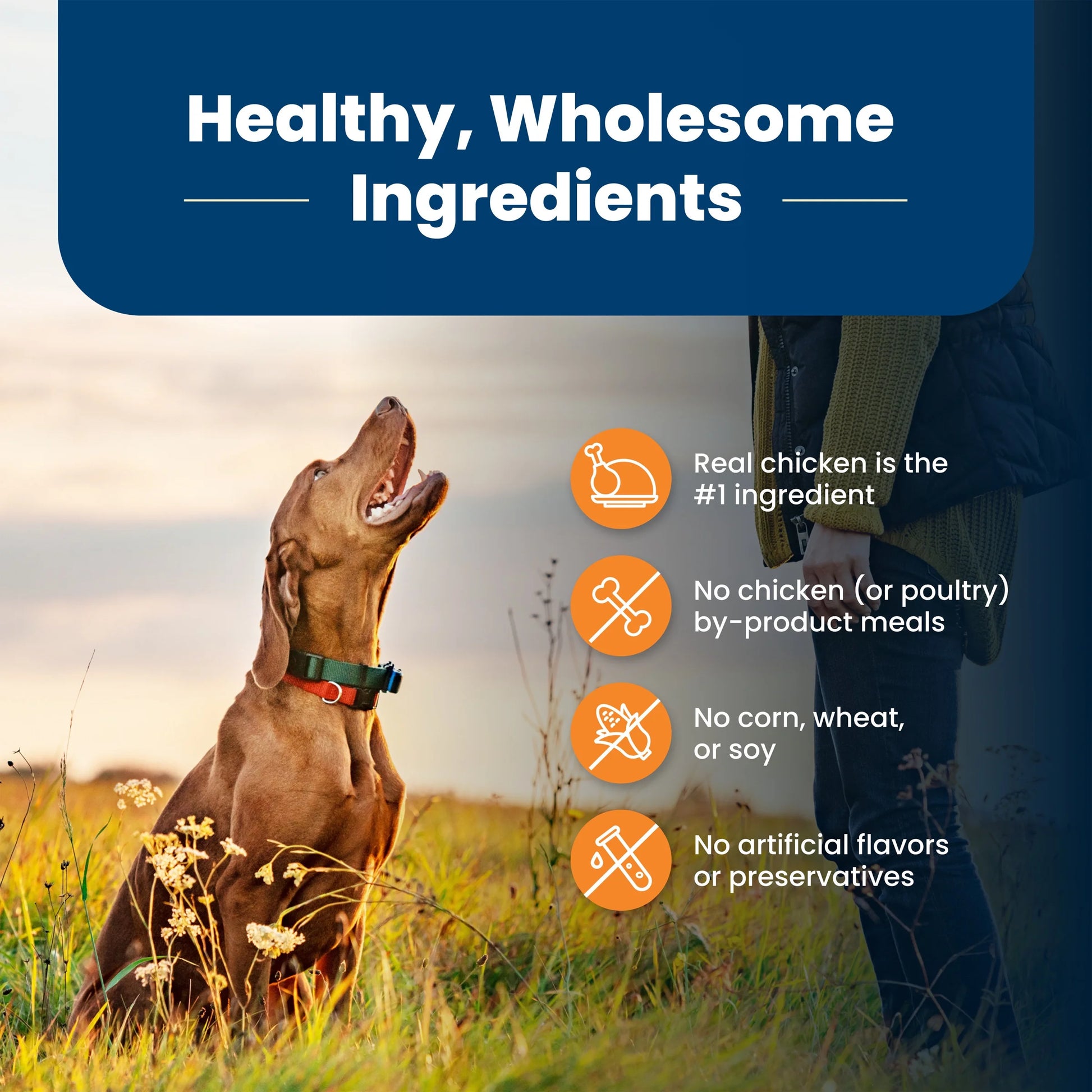 Life Protection Formula Large Breed Dry Dog Food with Chicken and Rice, 24 lb. Bag