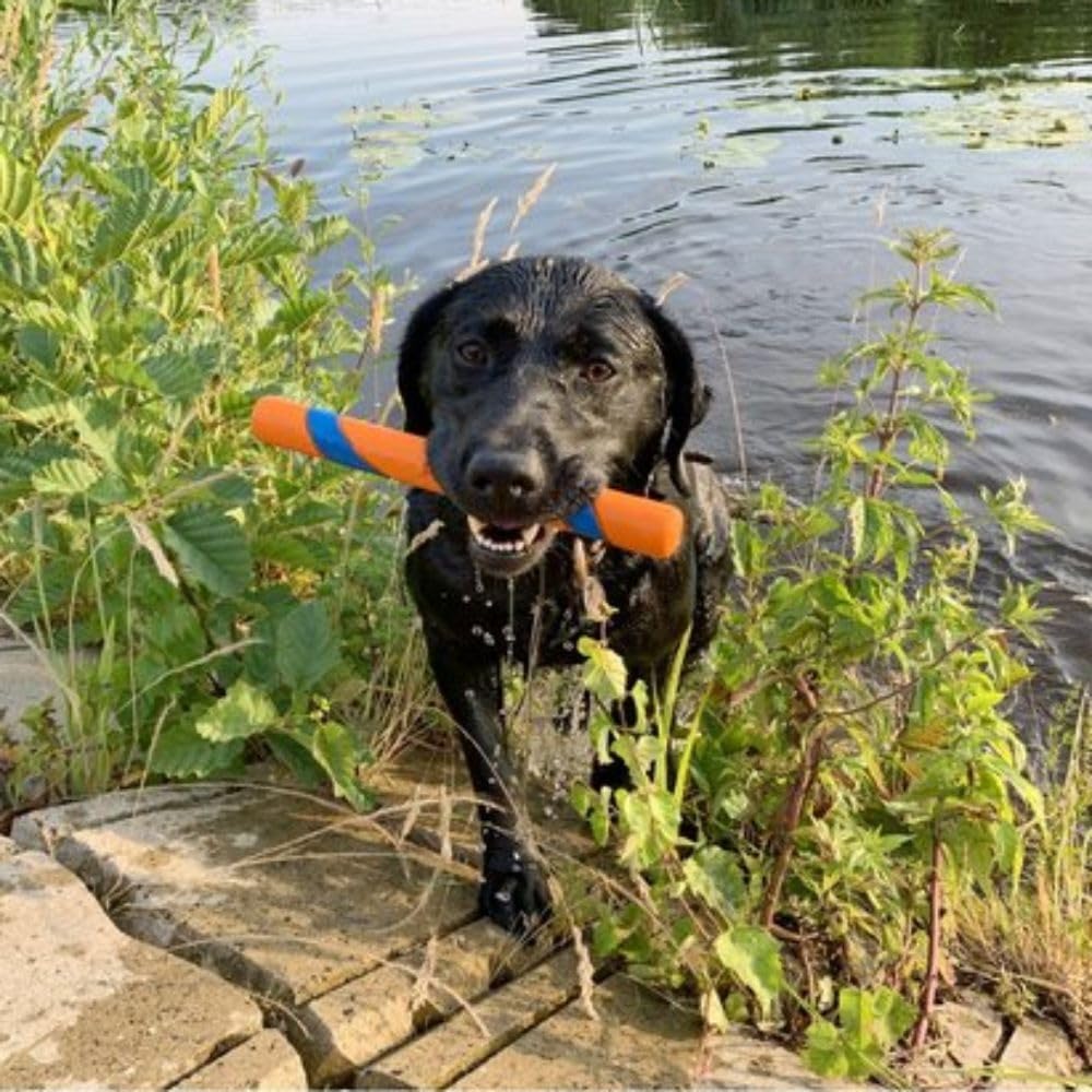 Chuckit! Interactive Dog Toy Ultra Fetch Stick - 12 Inch Outdoor Dog Toy for All Breed Sizes