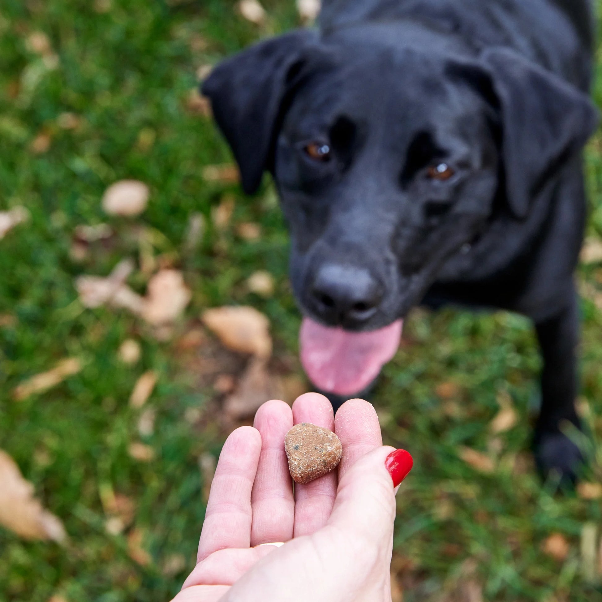 8-In-1 Chicken Flavored Multivitamin Mini Bites for Small Dogs, 90 Count