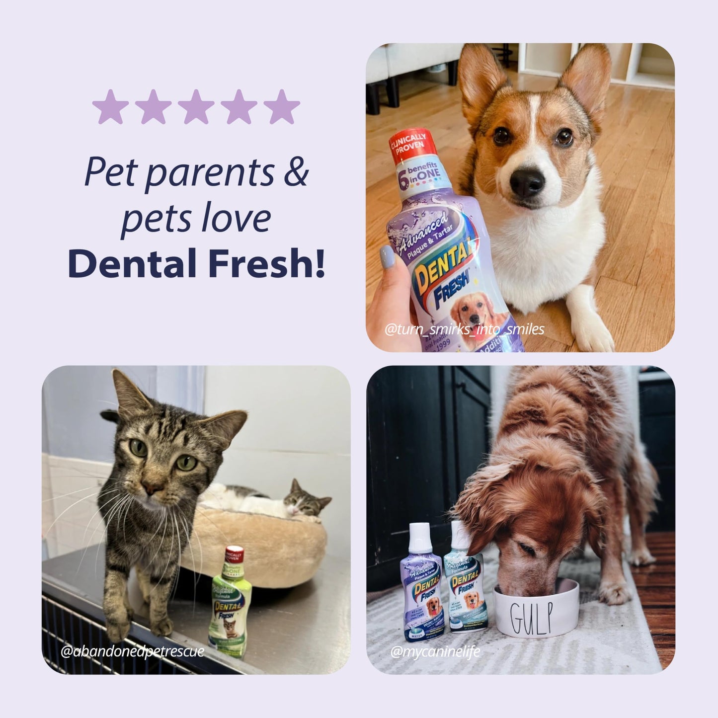 Dental Fresh Advanced Plaque and Tartar Water Additive, 17oz – Dog Teeth Cleaning Formula to Freshen Breath and Improve Cat & Dog Dental Care