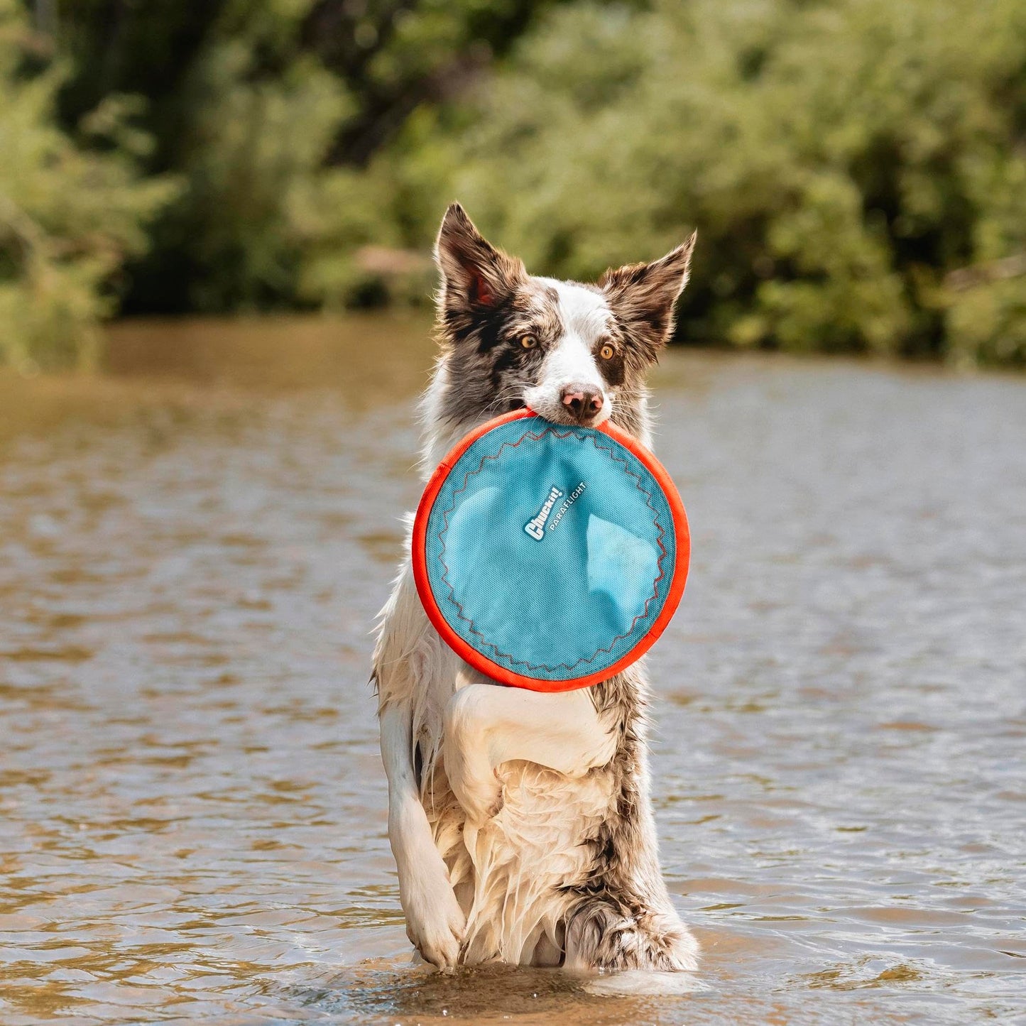 Chuckit! Paraflight Flying Disc Dog Toy - Water Floating Flyer - Durable Nylon Construction with Soft Rubber Edges - For Medium and Large Dogs - Size Large - 9.75" L x 9.75" W - Pack of 1