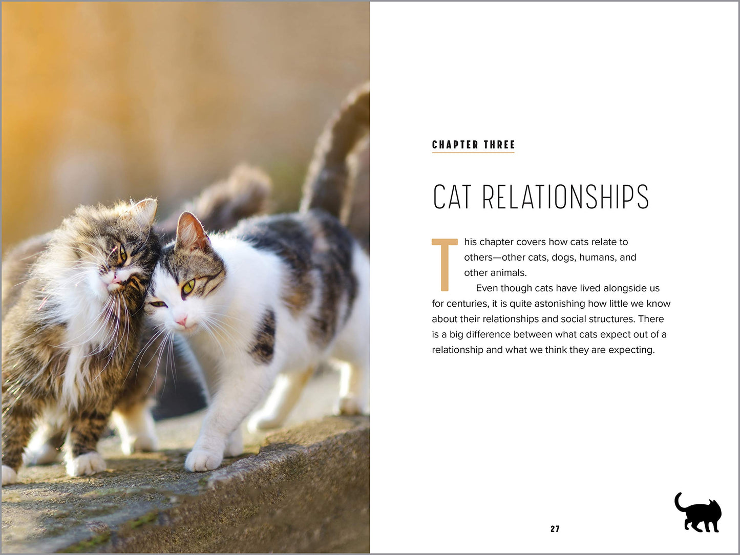 Understanding Cat Behavior: A Compassionate Guide to Training and Communication