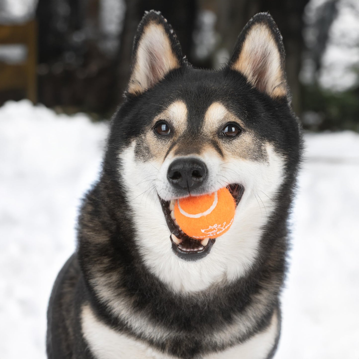 Best Pet Supplies Squeaky Tennis Toys for Dogs, 4-Pack, Heavy-Duty Interactive Pet Toys for Throwing and Fetching, Supports Exercise and Natural Behavior Training, Durable - Medium