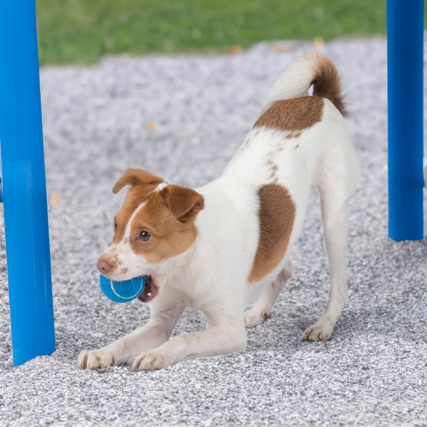 Best Pet Supplies Squeaky Tennis Toys for Dogs, 4-Pack, Heavy-Duty Interactive Pet Toys for Throwing and Fetching, Supports Exercise and Natural Behavior Training, Durable - Medium