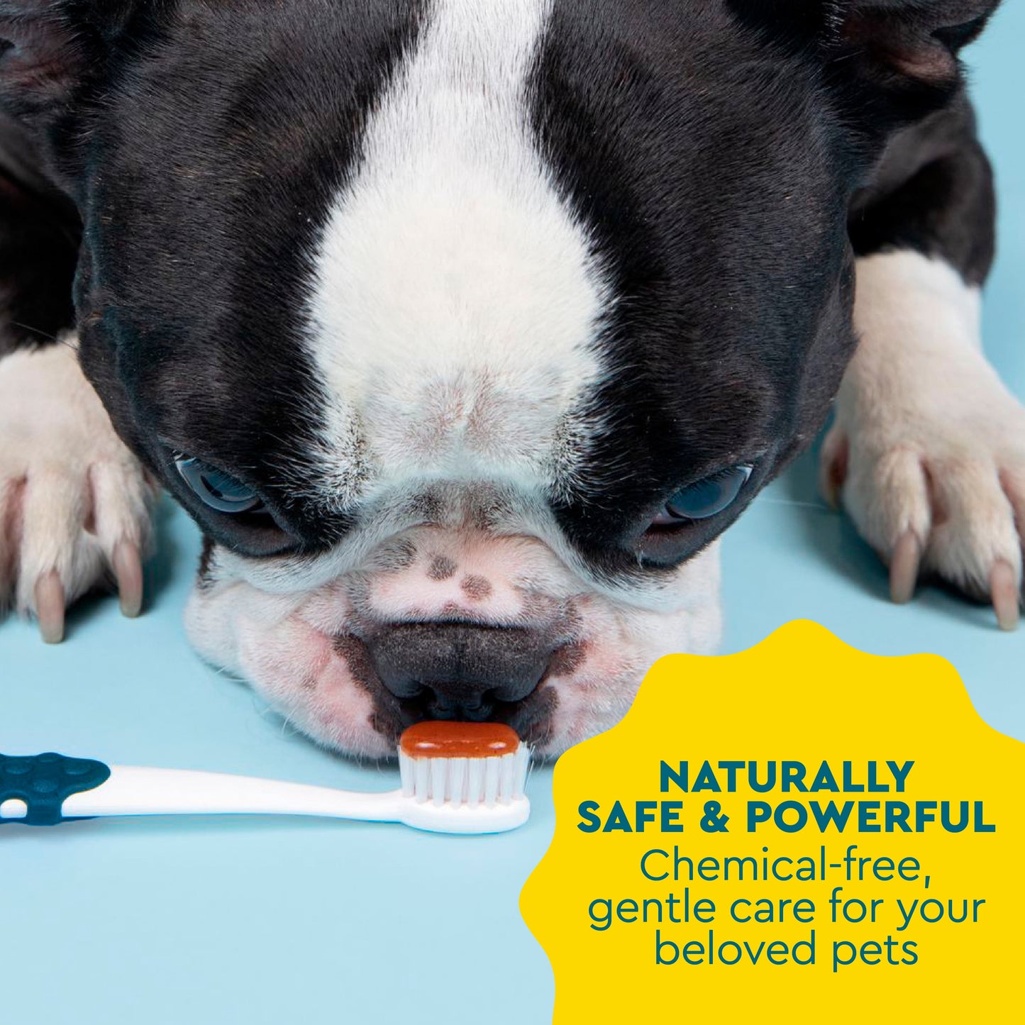 All Ages Dog Dental Kit, 1 Toothbrush, 0.8Oz Toothpaste, 1 Recycled Plastic Case, Clean Teeth