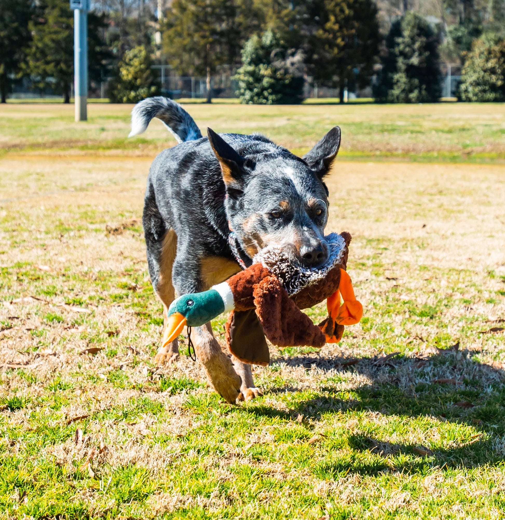 Plush Duck Dog Toy with Squeaker