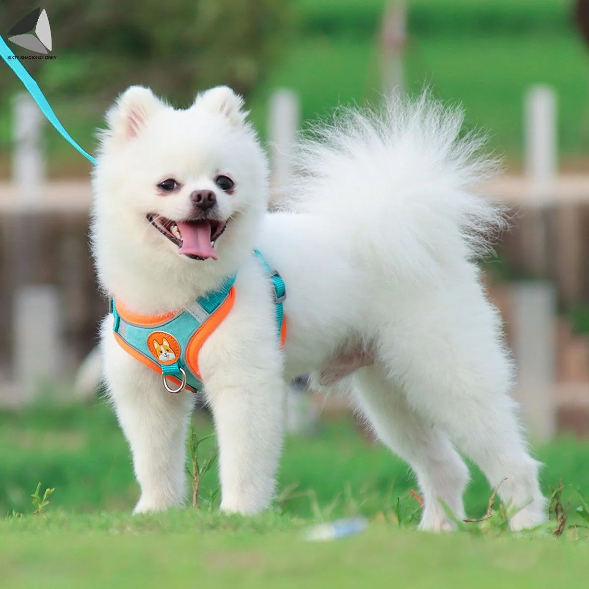 No Pull Dog Harness Leash Set Reflective Adjustable Easy Control Pet Chest Vest for Small Medium Dogs (M, Red)