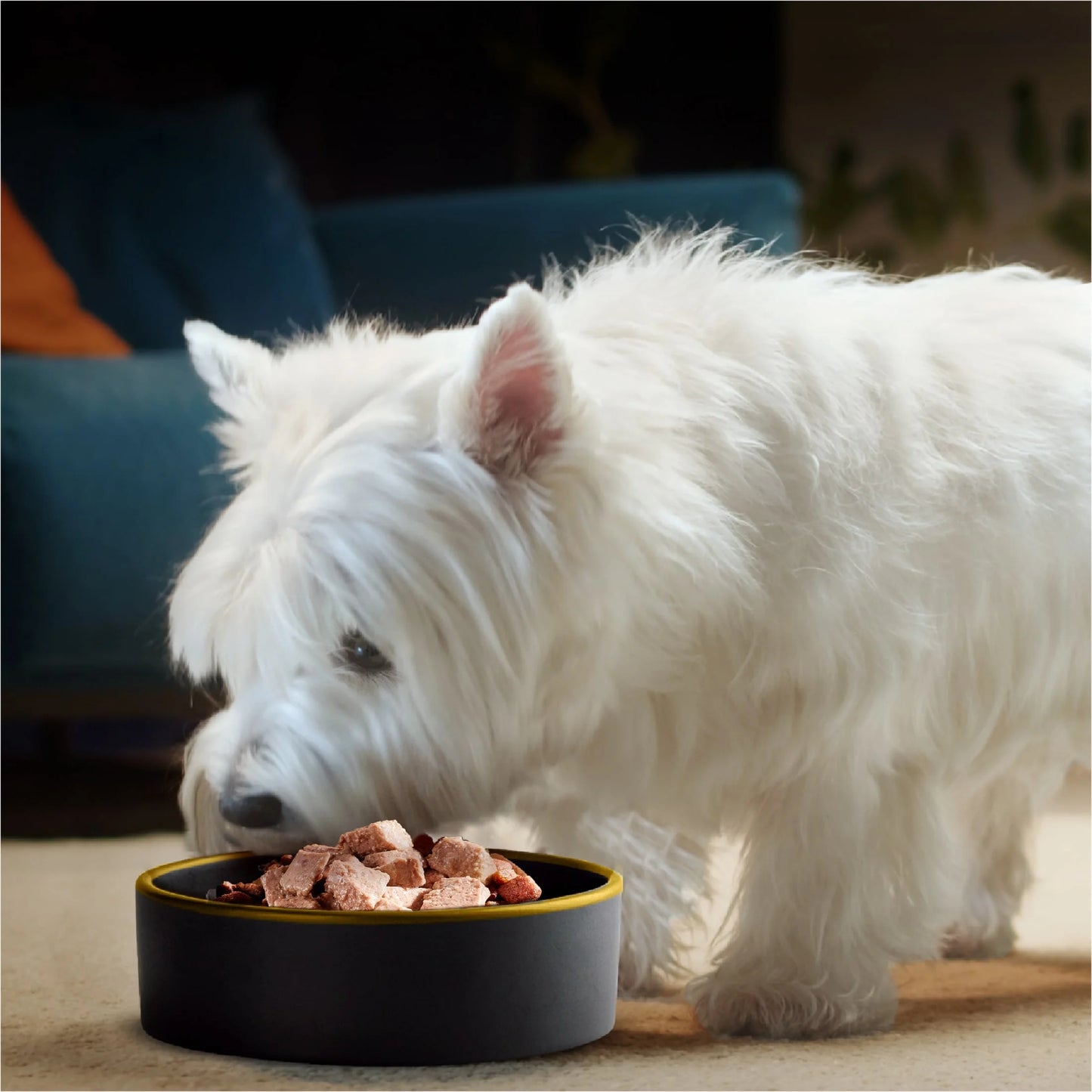 Wet Dog Food Variety Pack, 3.5 Oz Trays - 24 Count