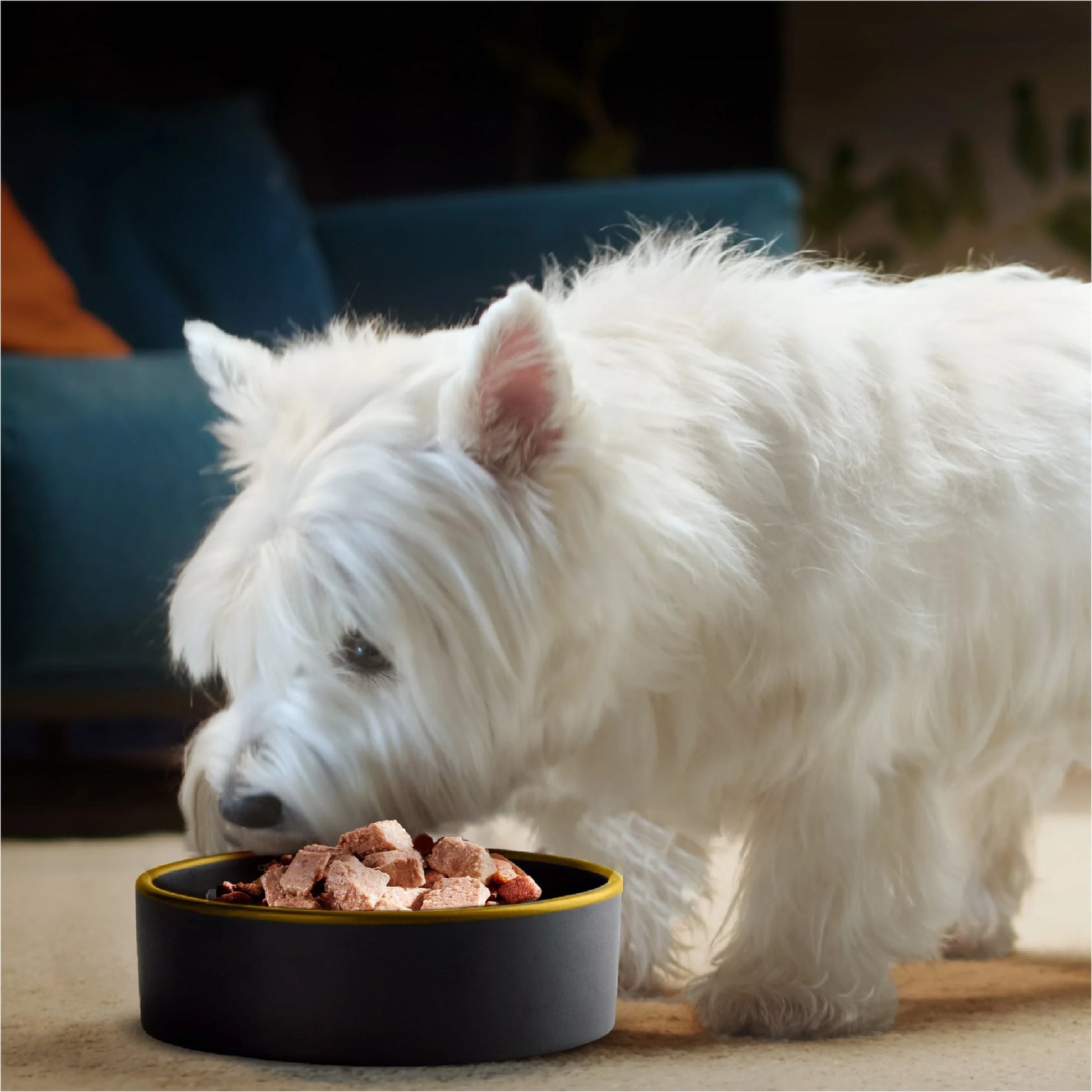 Wet Dog Food Variety Pack, 3.5 Oz Trays - 24 Count