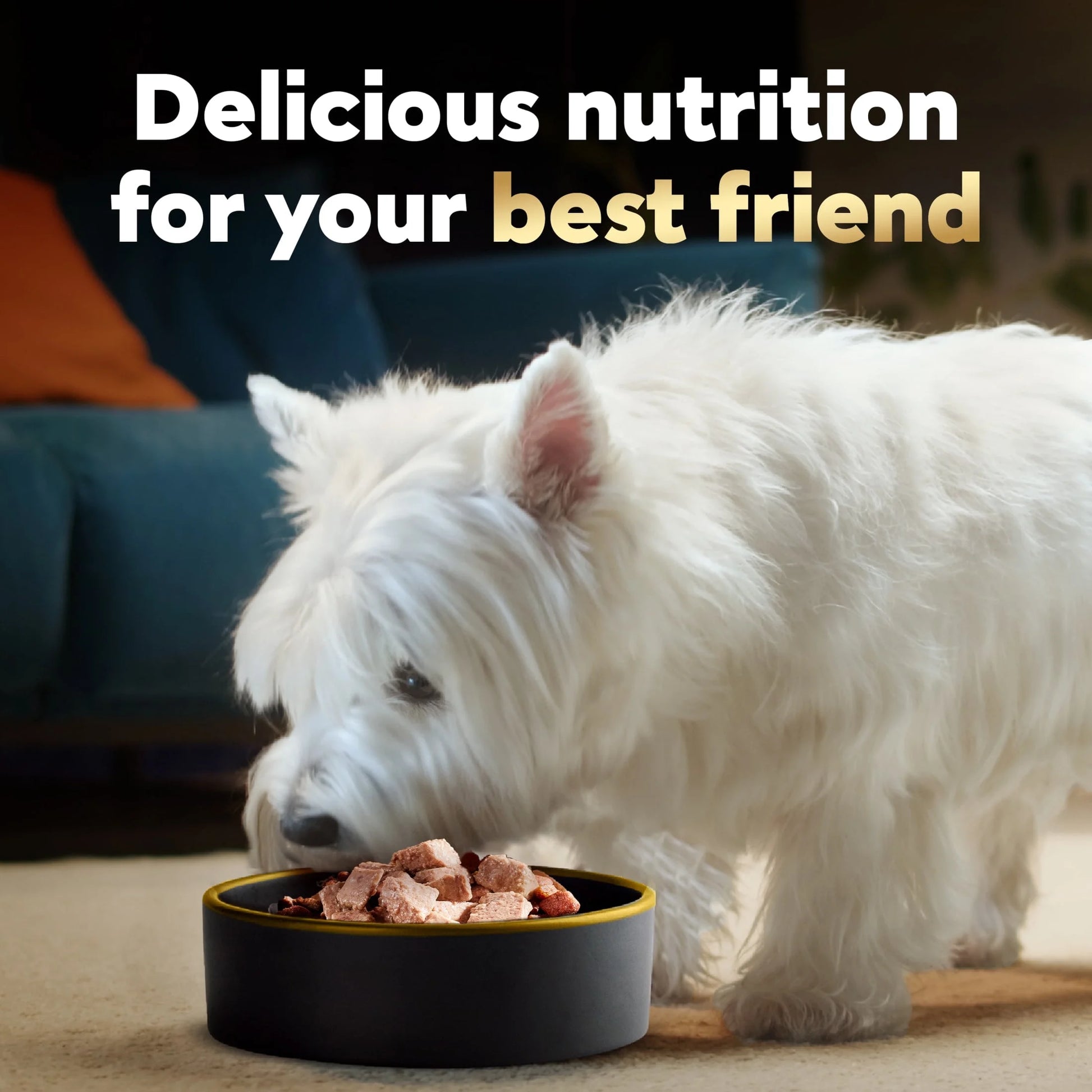 Wet Dog Food Variety Pack, 3.5 Oz Trays - 24 Count