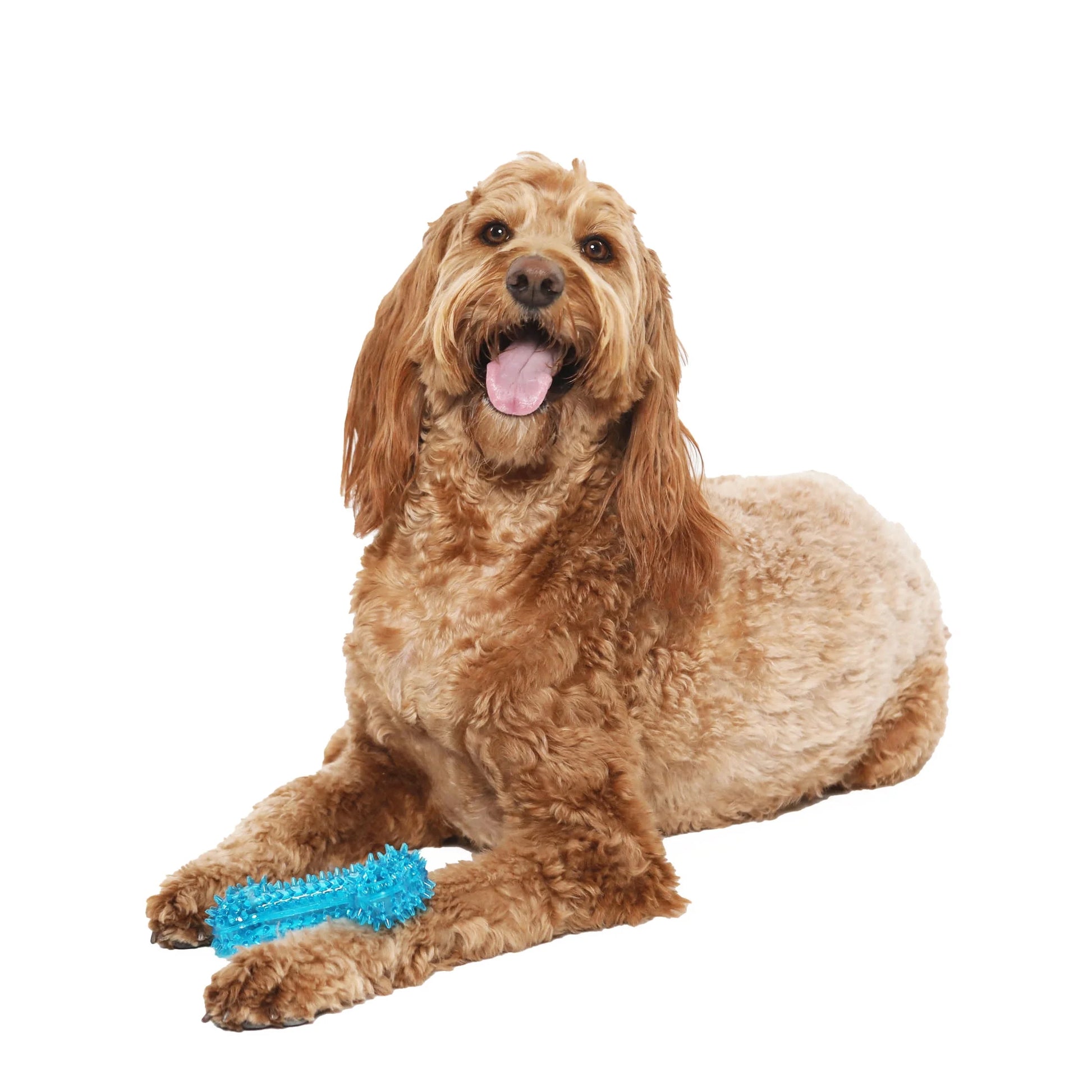 (3 Pack)  Fetch Buddy Spiky Blue Bone Dog Toy, Chew Level 3