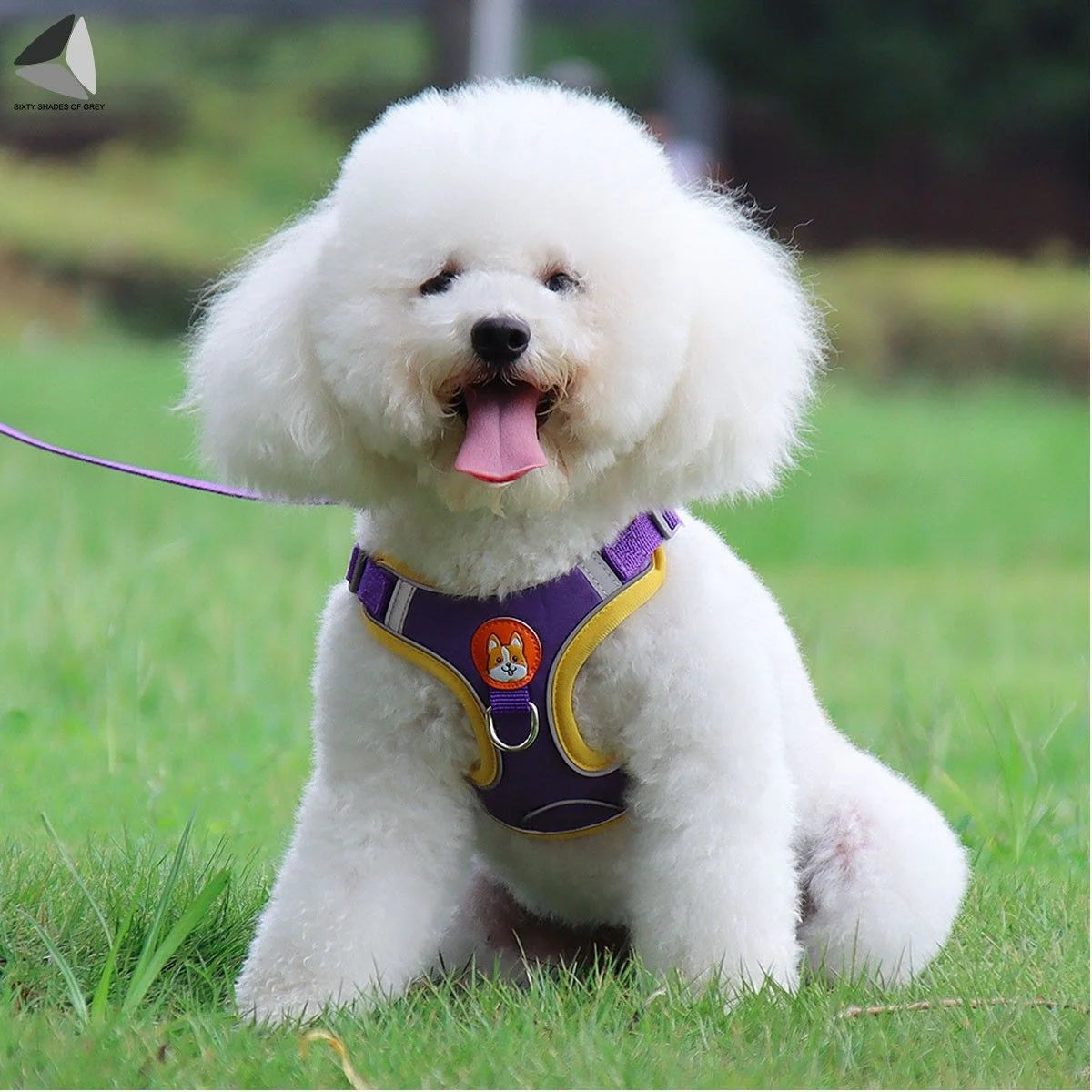 No Pull Dog Harness Leash Set Reflective Adjustable Easy Control Pet Chest Vest for Small Medium Dogs (M, Red)