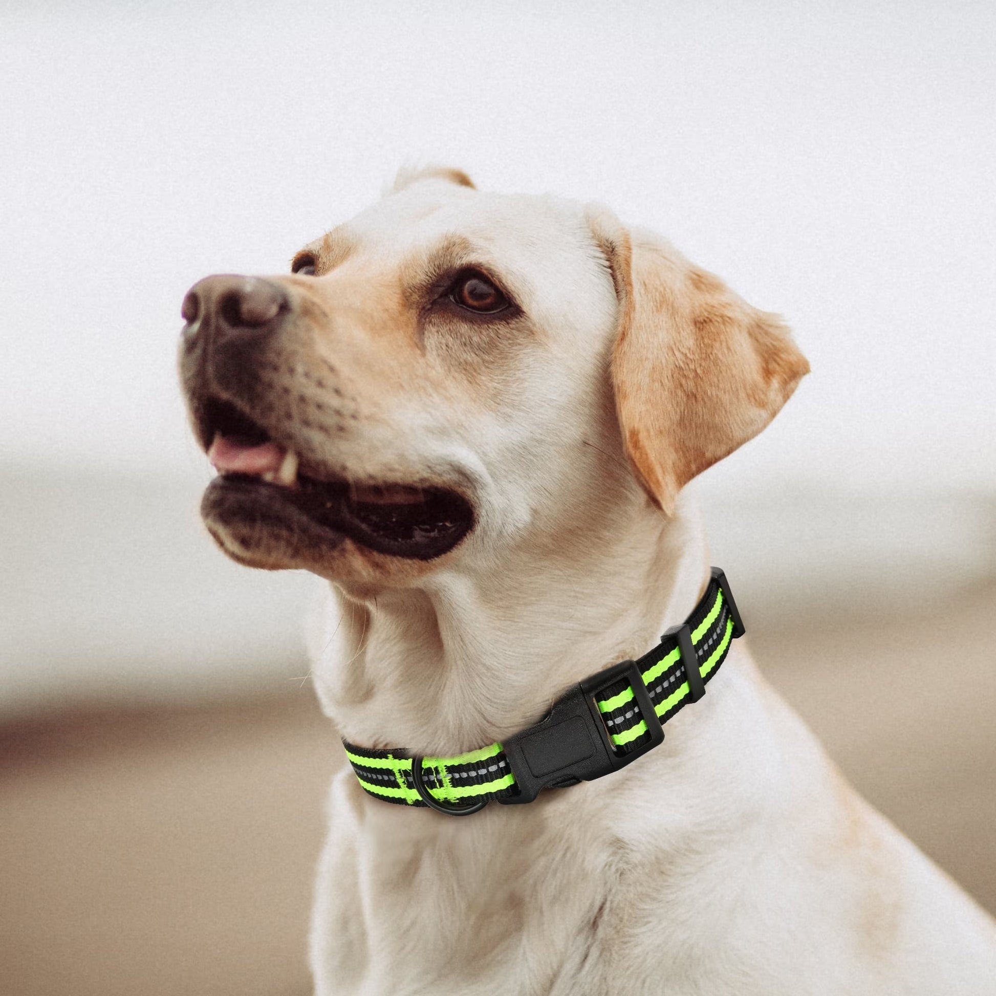 Reflective Dog Collar | Nylon Pet Collars Wiith Buckle | Light Weight Puppy Collars | Lime Green Dog Collars for Medium Dogs Lime Green