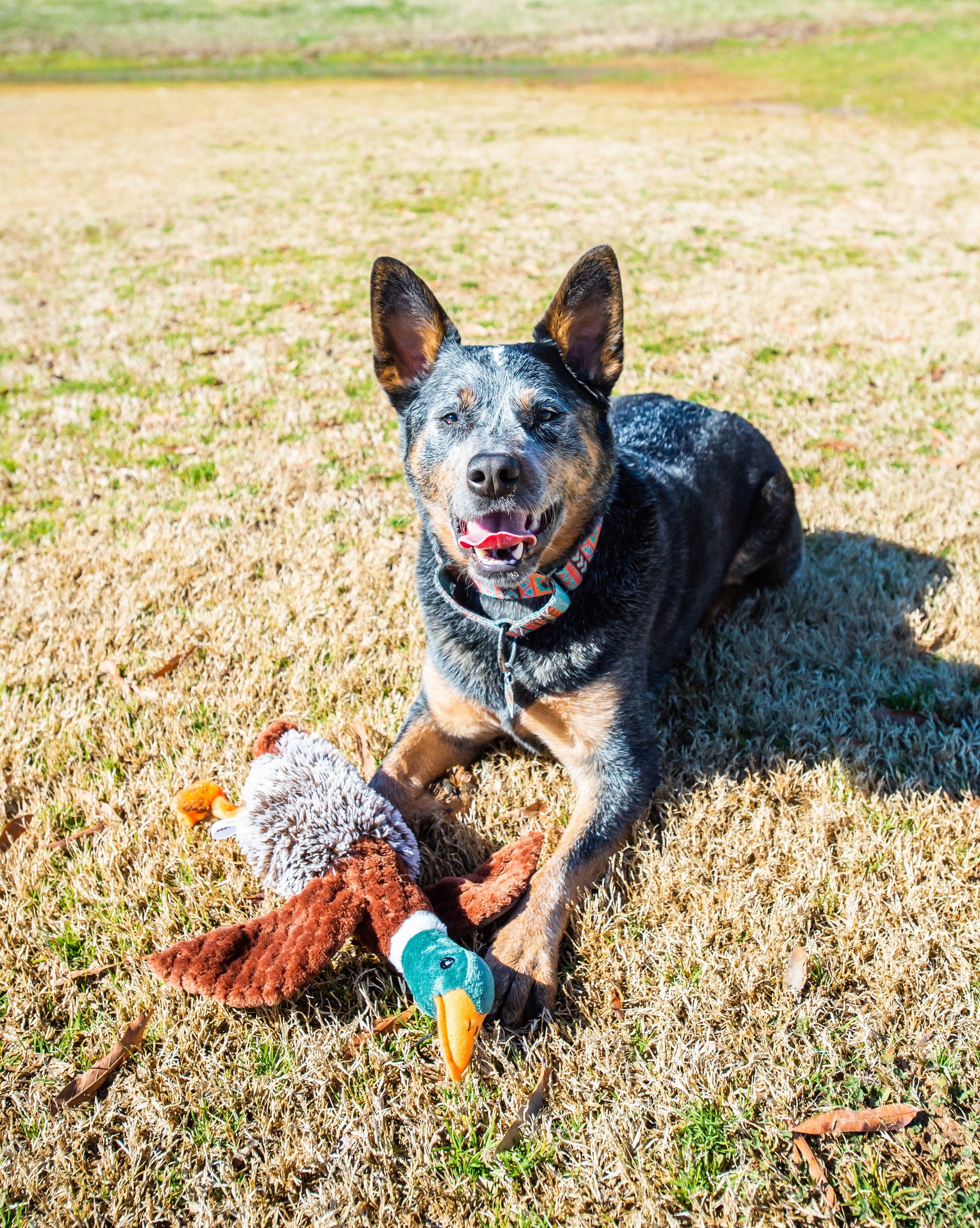 Plush Duck Dog Toy with Squeaker